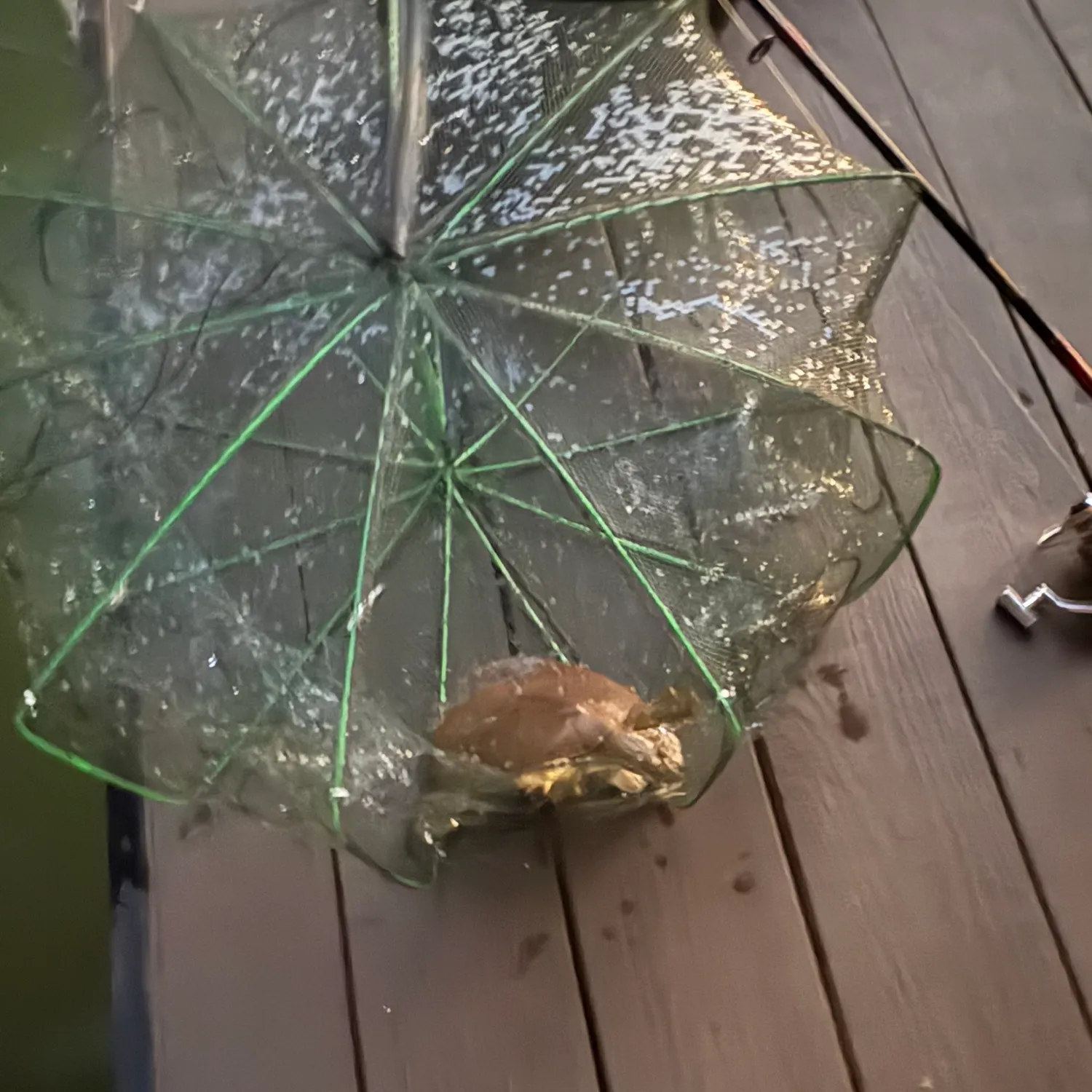 Spiny softshell turtle caught on Fishbrain