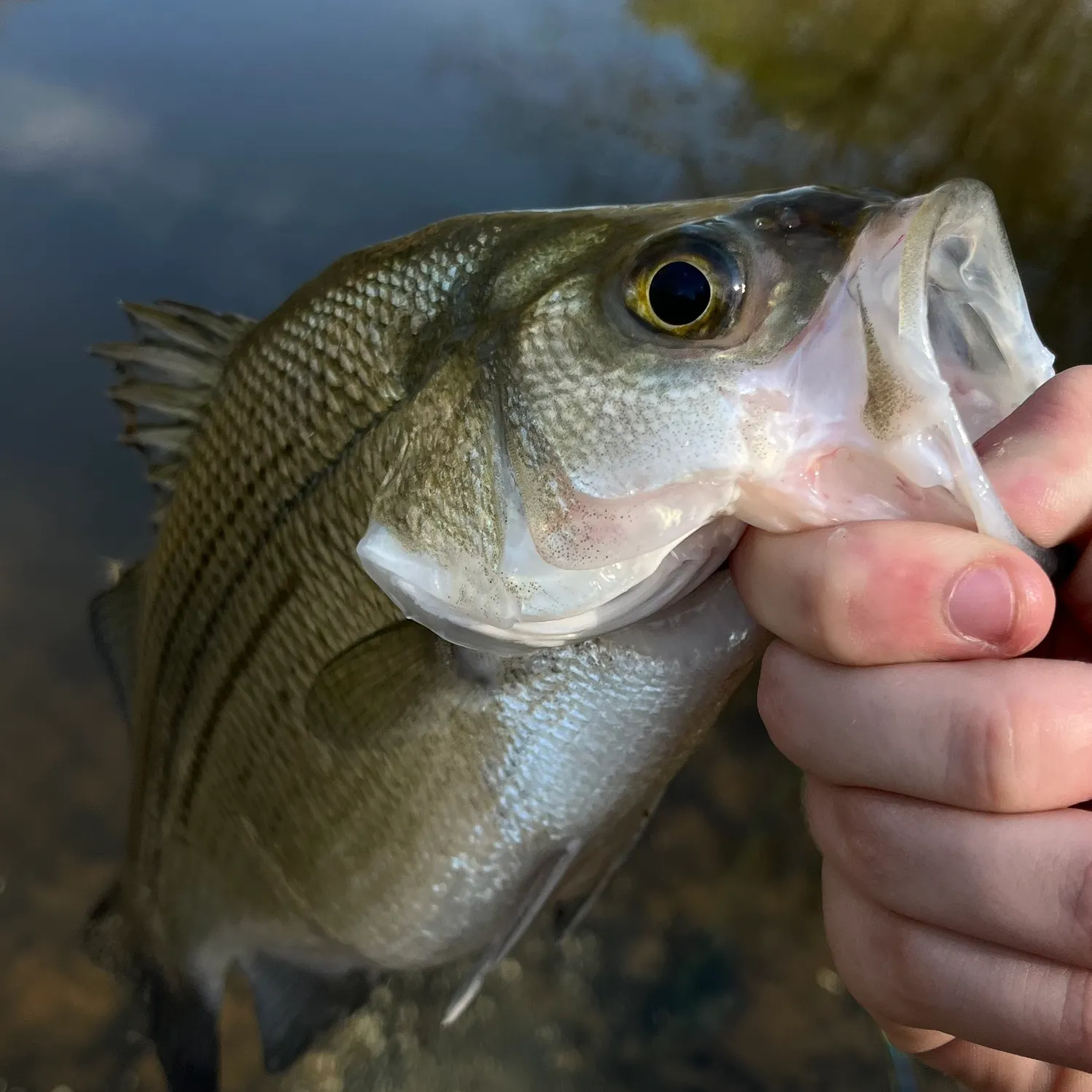 The most recent White bass catches on Fishbrain