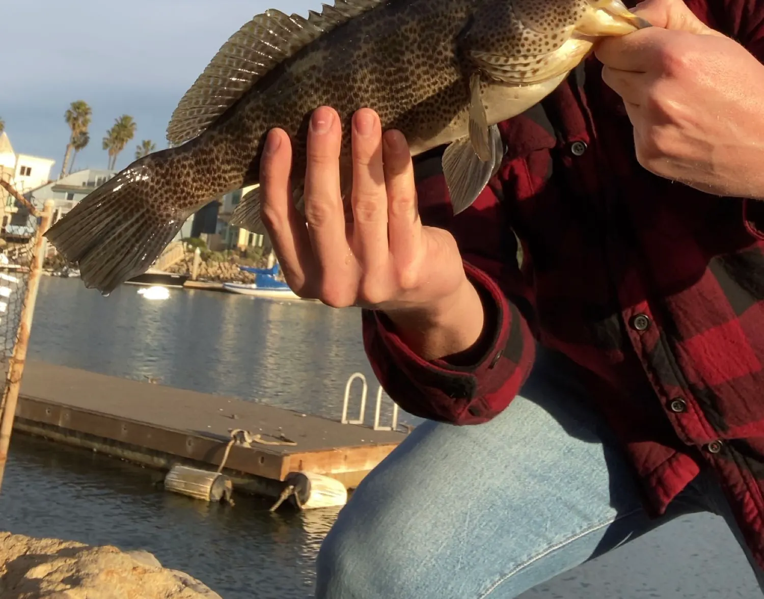 Spotted sand bass