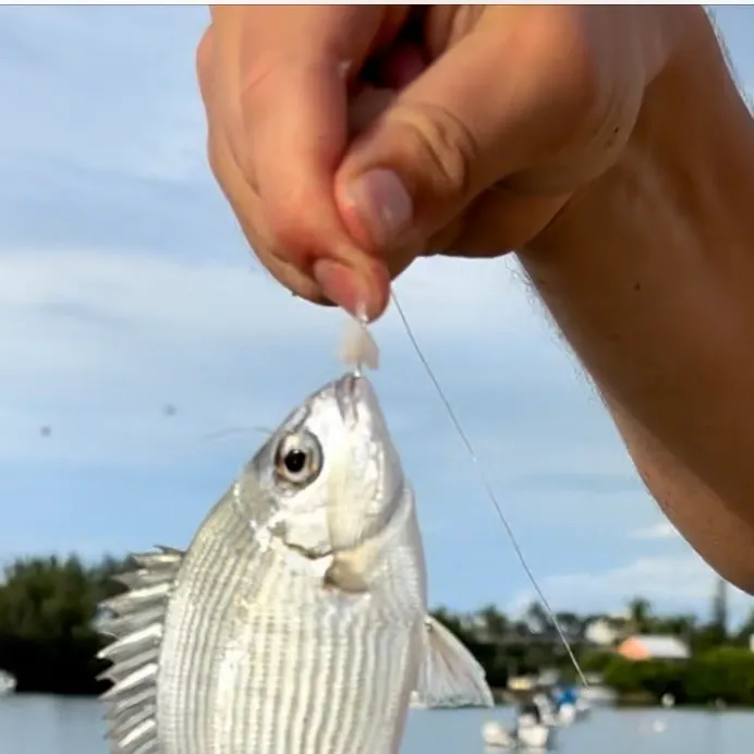 Spottail seabream caught on Fishbrain