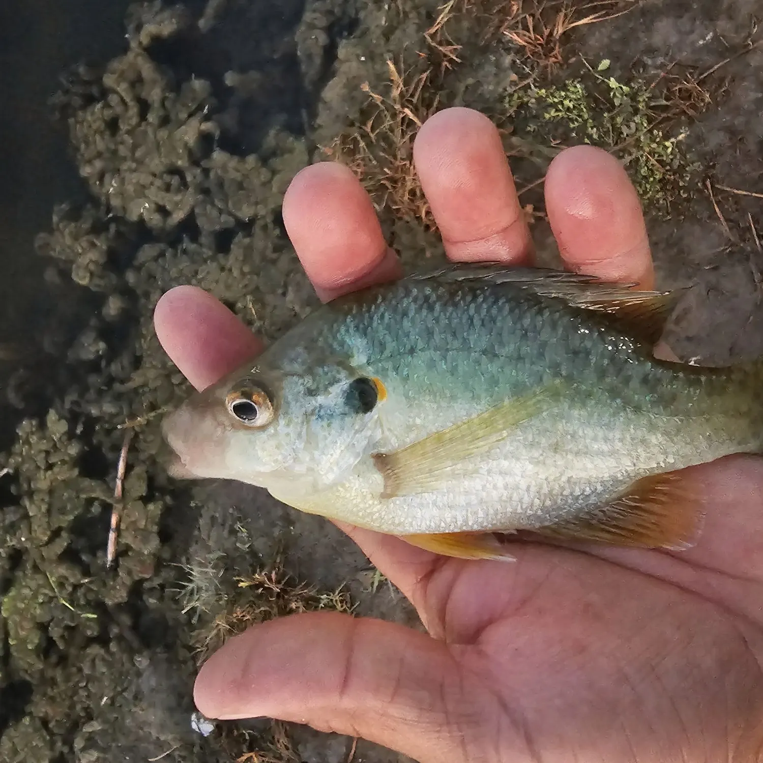 Redear sunfish caught on Fishbrain