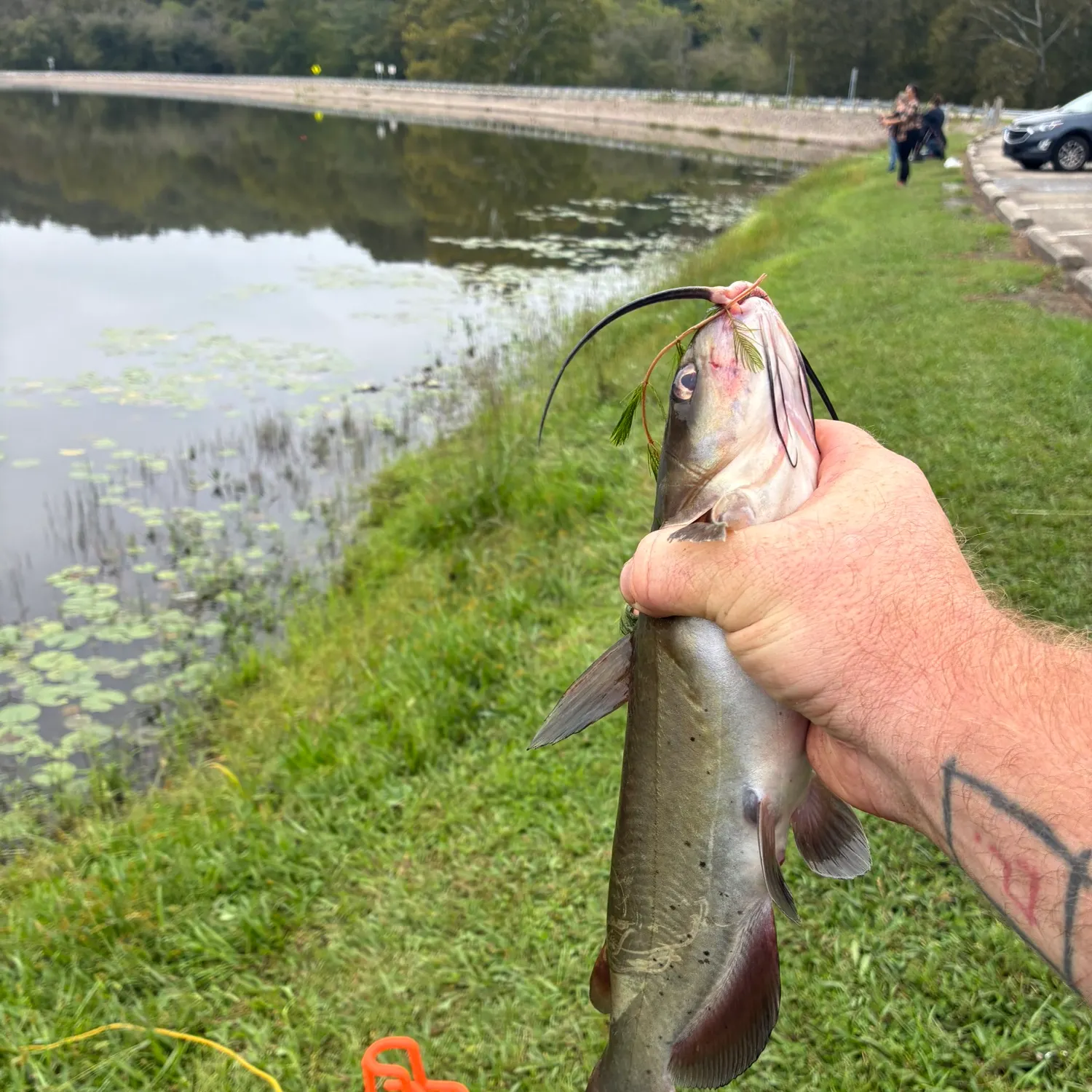 Channel catfish caught on Fishbrain