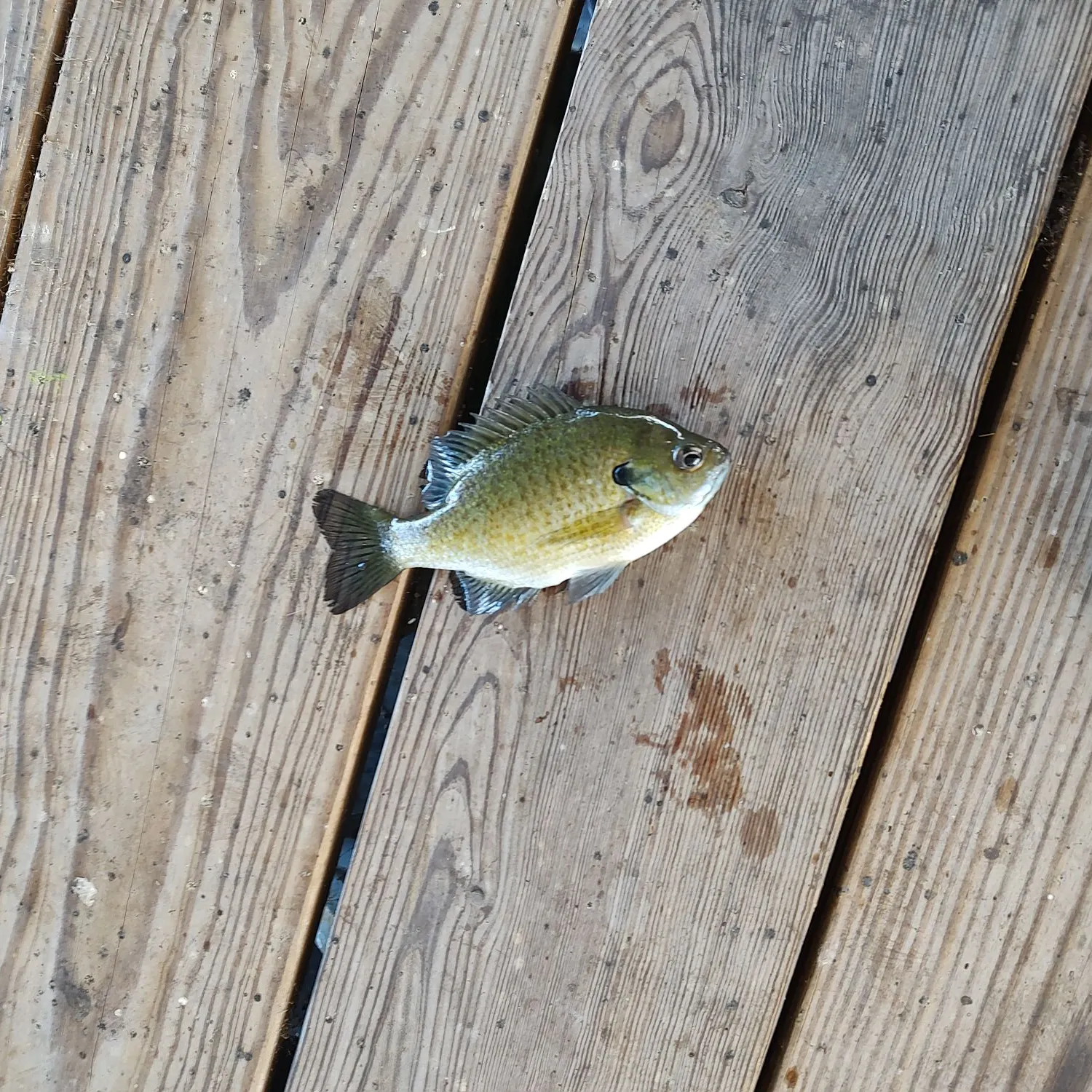 Bluegill caught on Fishbrain