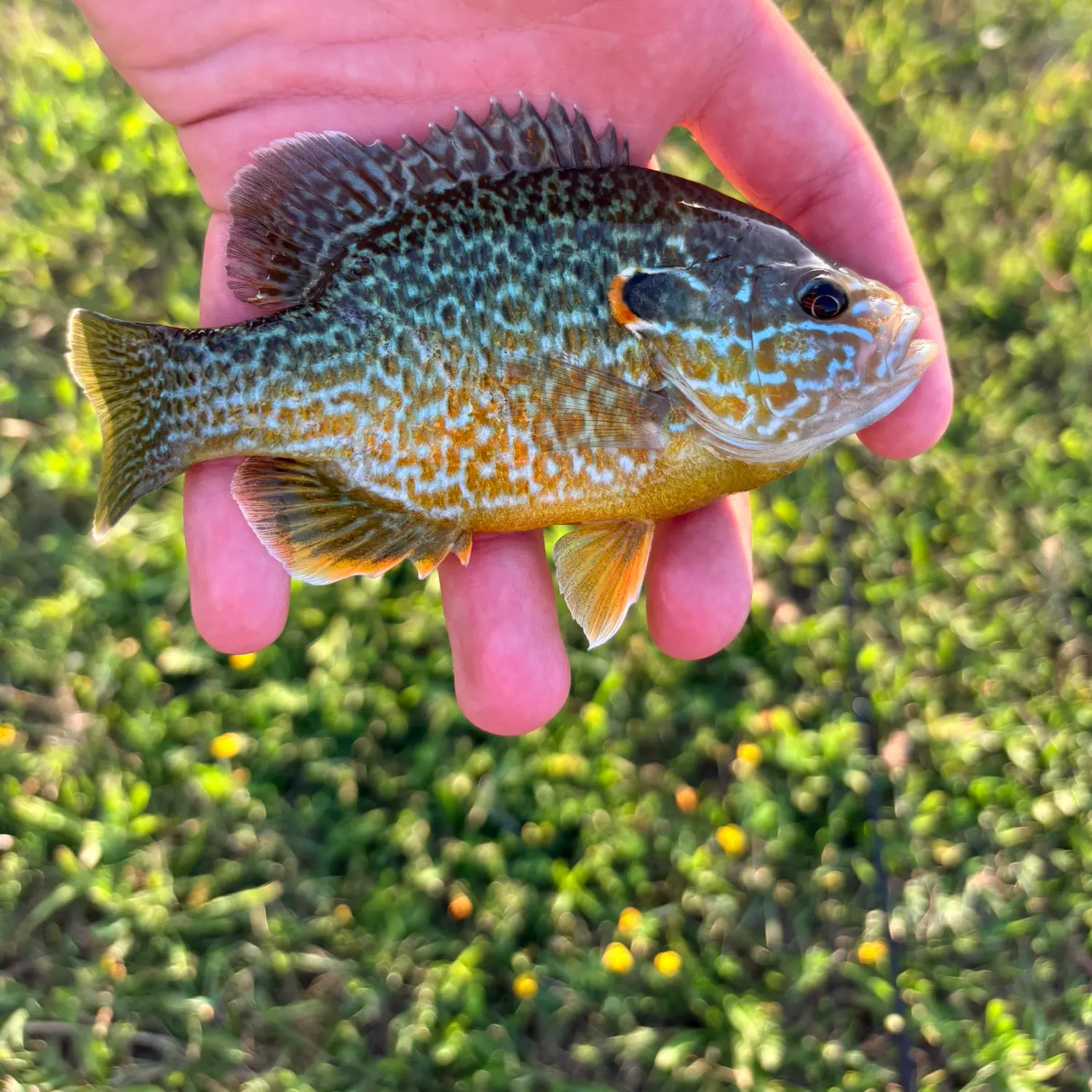 The most recent Pumpkingill hybrid catches on Fishbrain