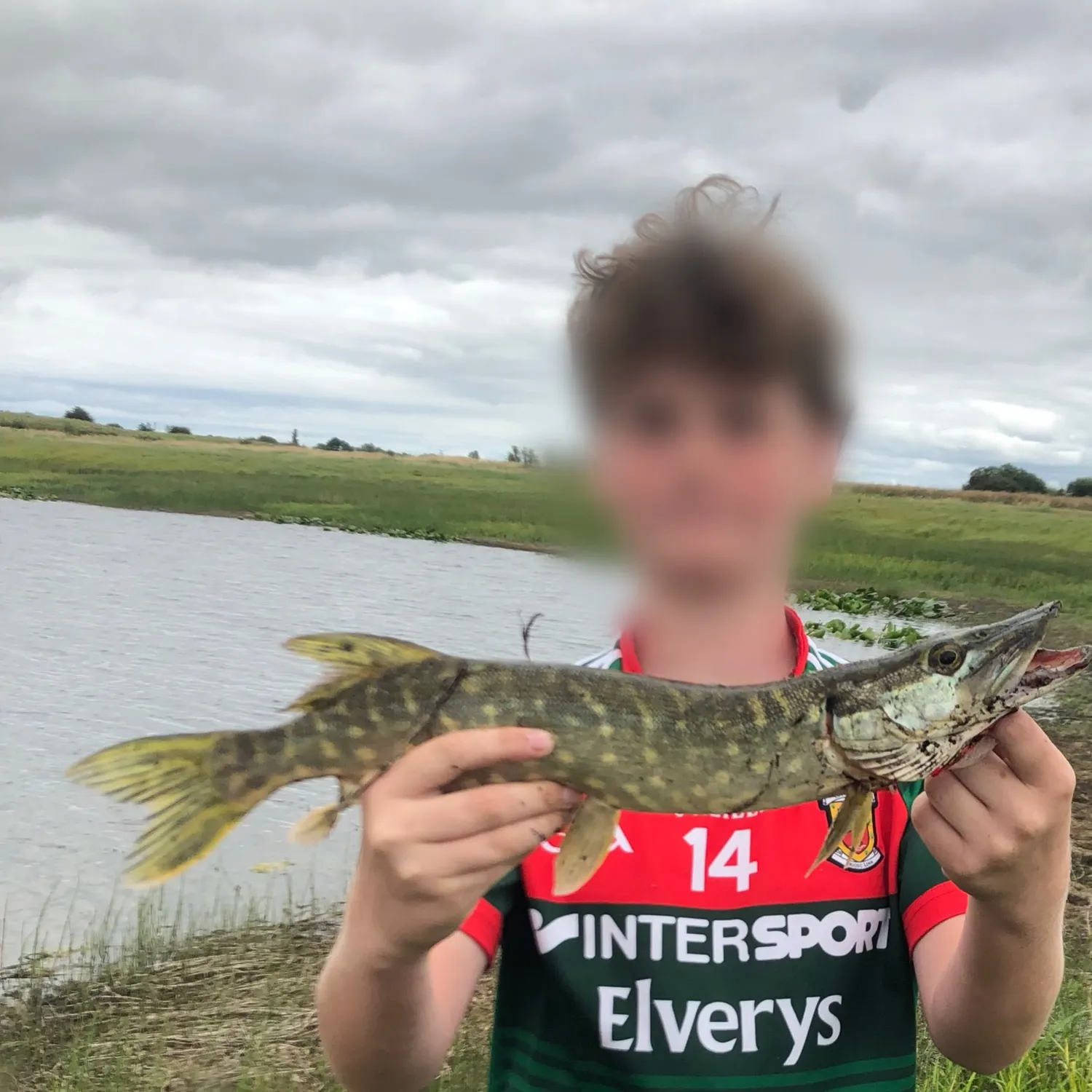 Northern pike caught on Fishbrain