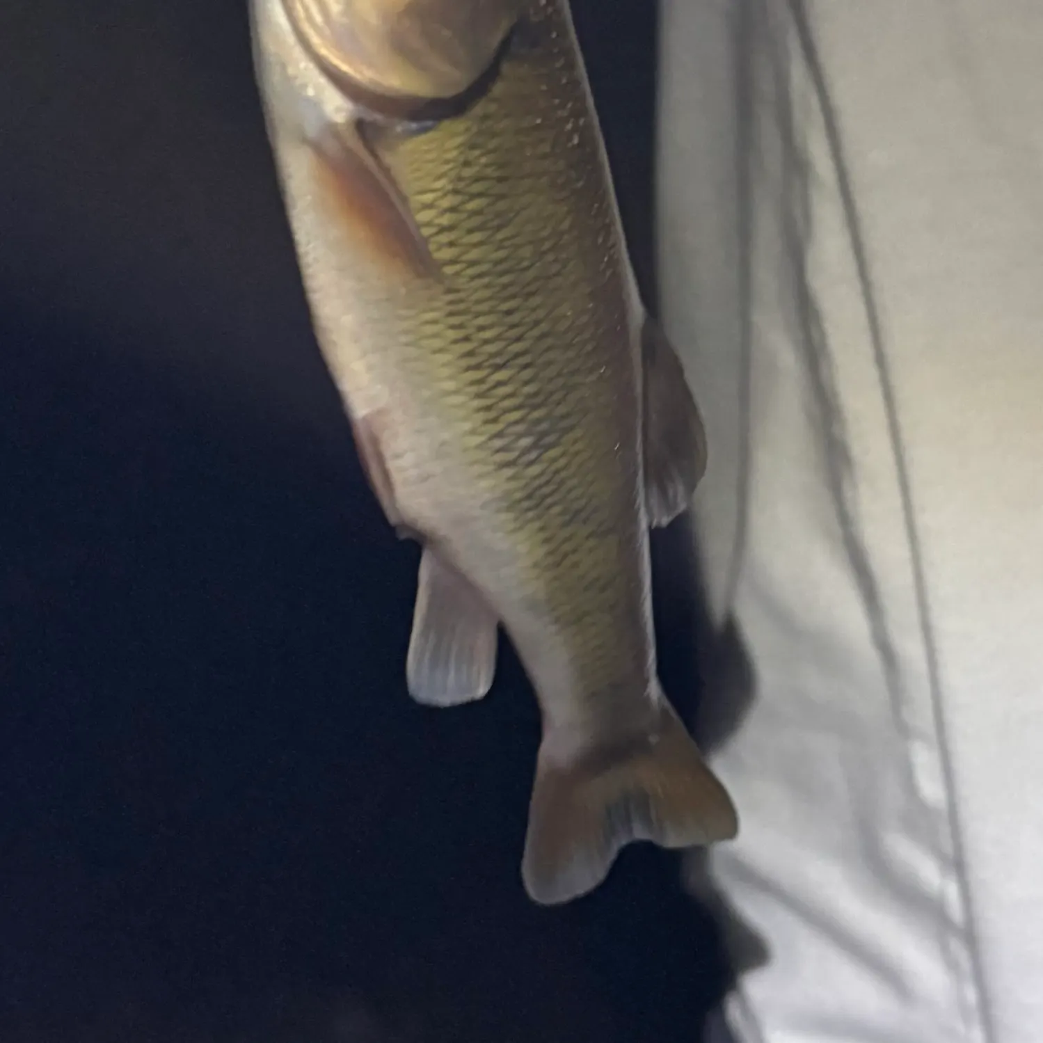 The most recent Hornyhead chub catches on Fishbrain
