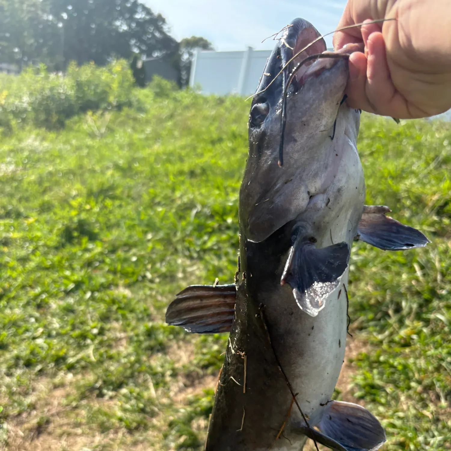 Channel catfish caught on Fishbrain