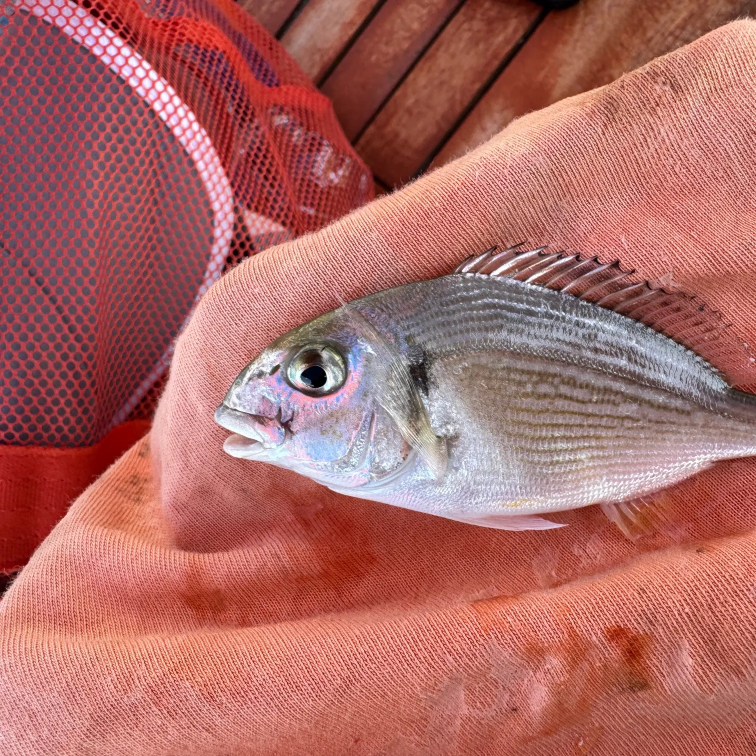 catch
