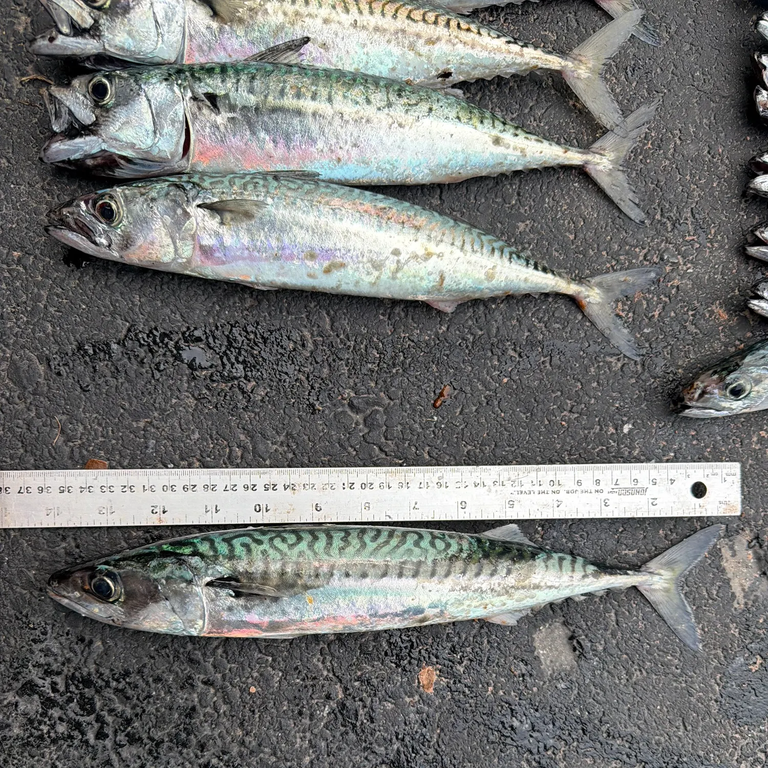 Atlantic mackerel caught on Fishbrain