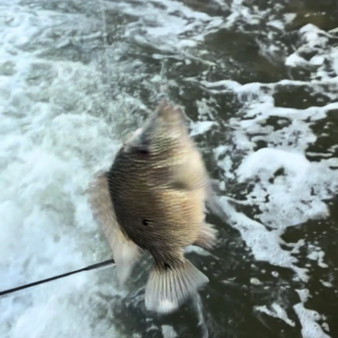 Bluegill caught on Fishbrain