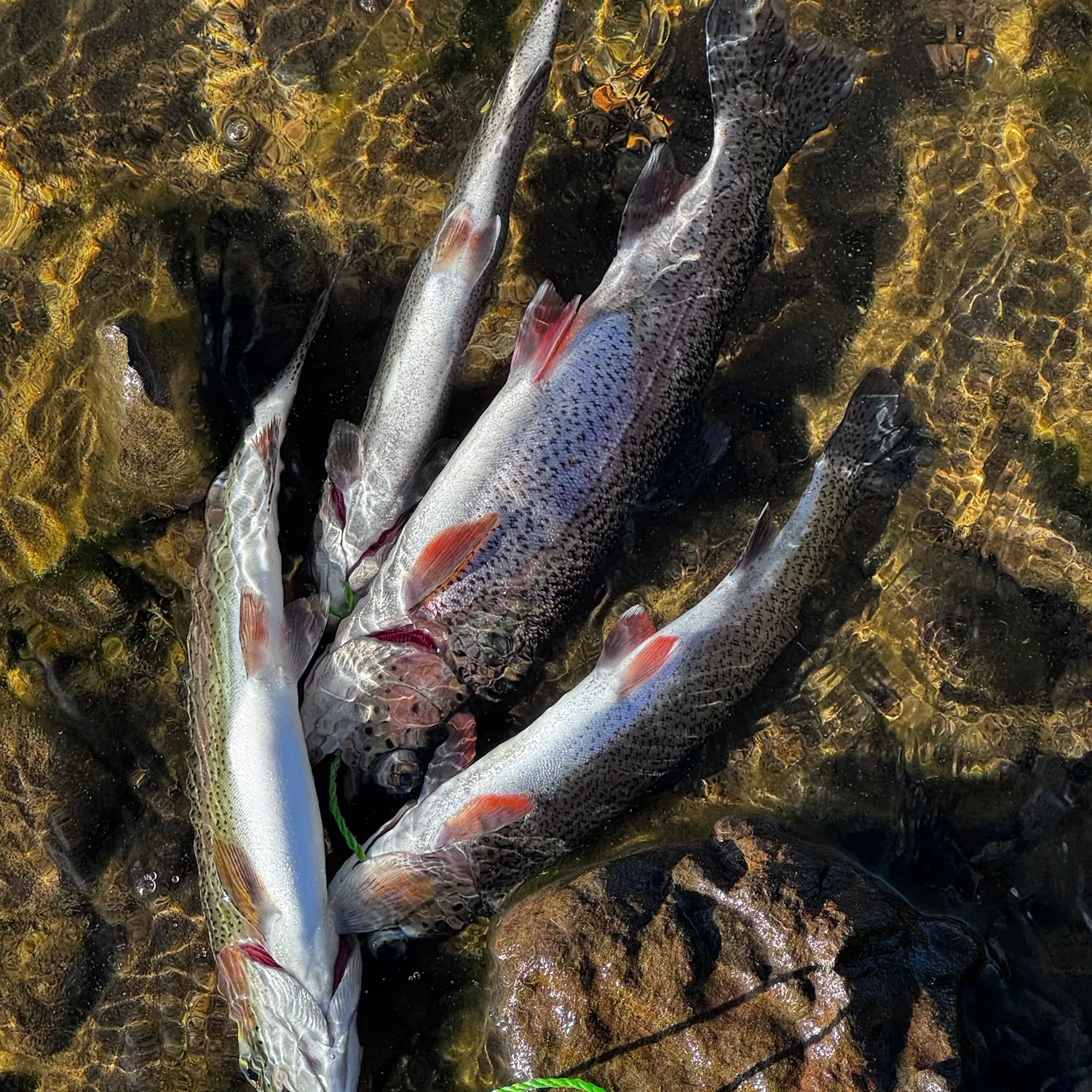 Rainbow trout caught on Fishbrain