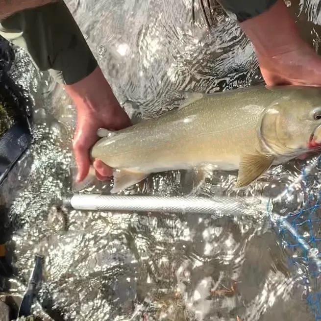 The most recent Bull trout catches on Fishbrain