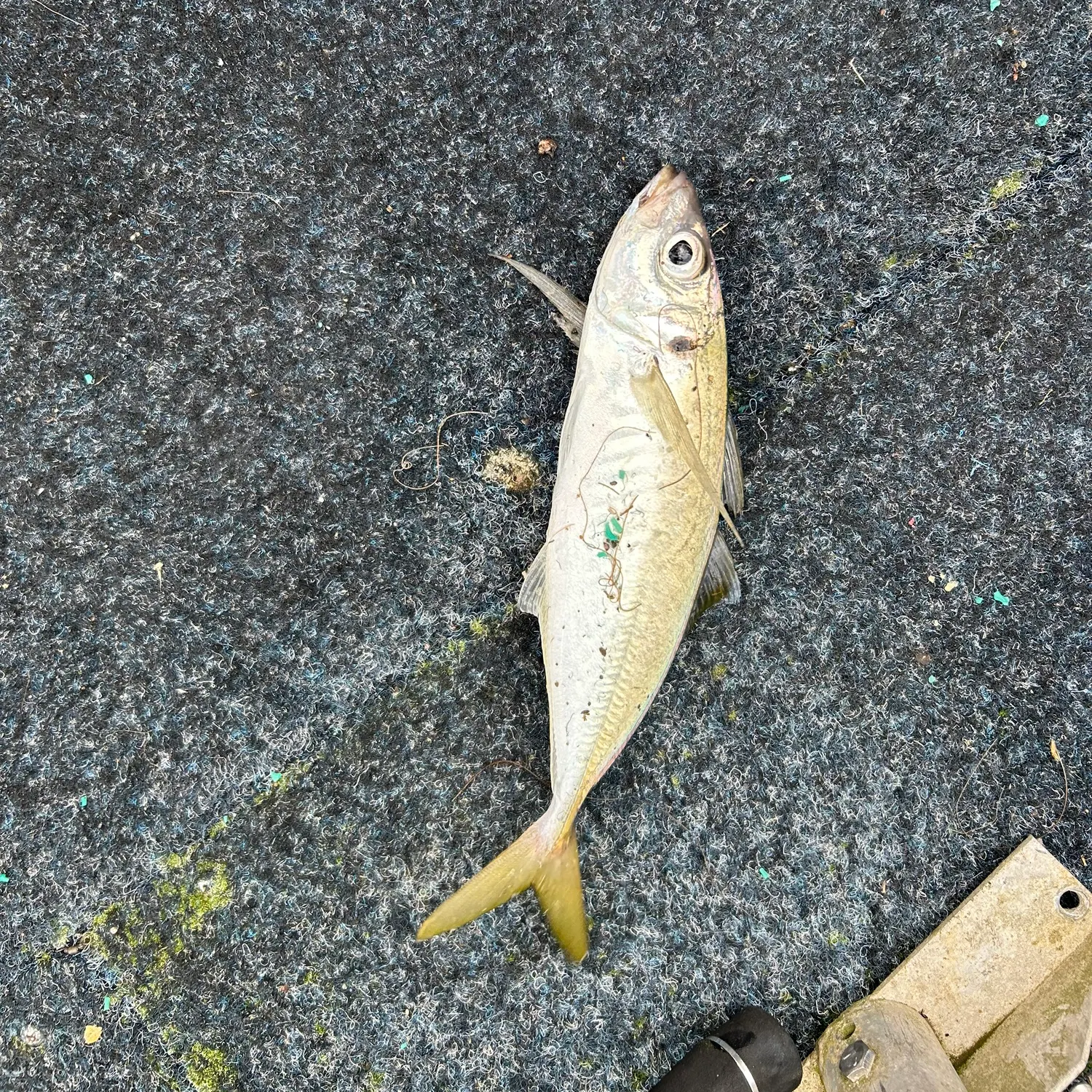 The most popular recent Yellowtail scad catch on Fishbrain