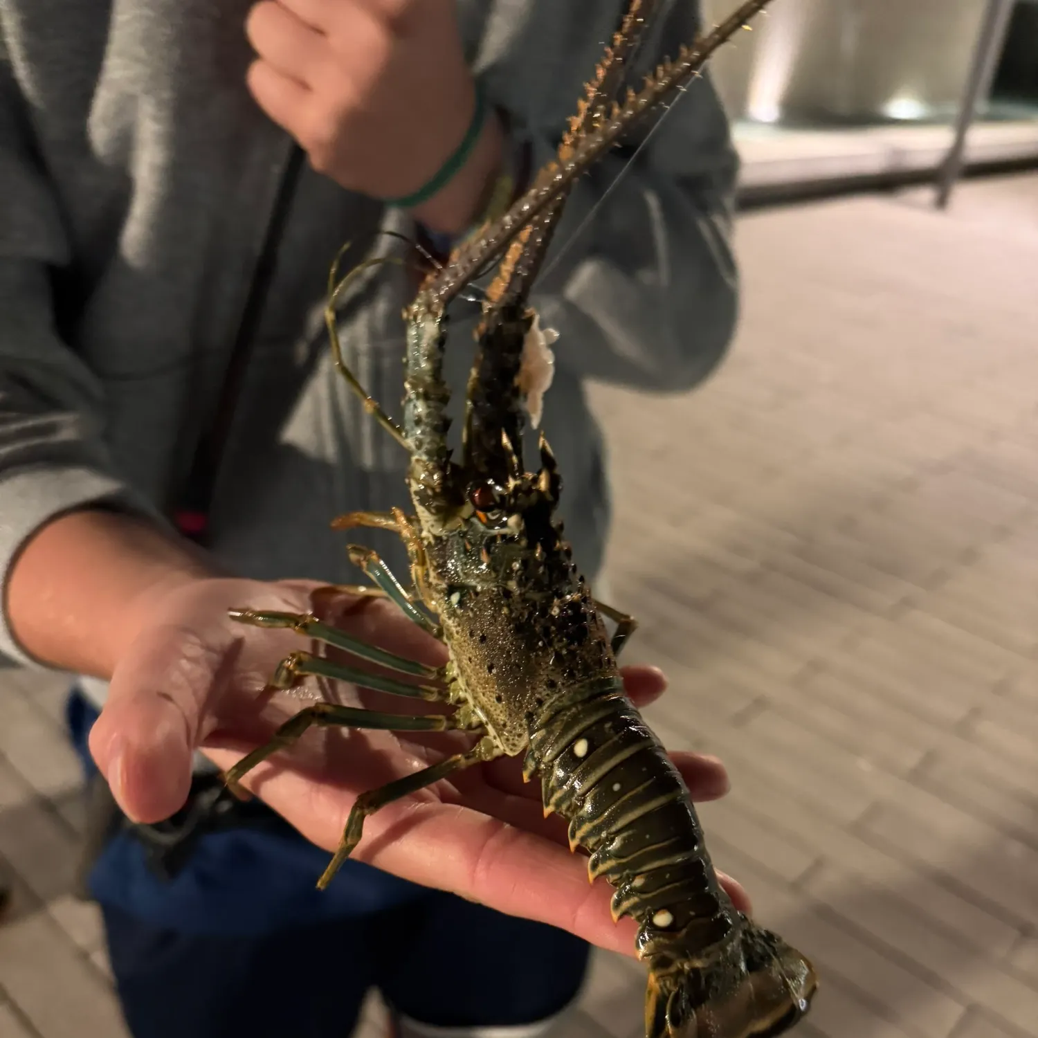 The most recent Caribbean spiny lobster catches on Fishbrain