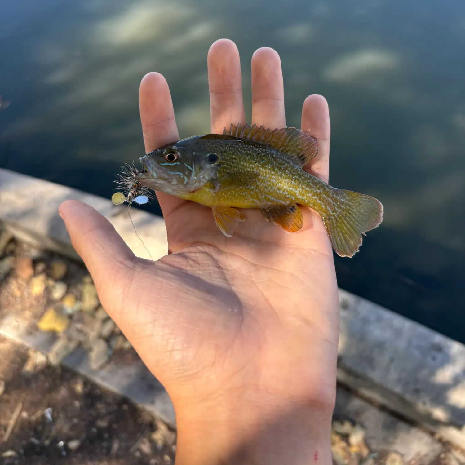 Green sunfish caught on Fishbrain