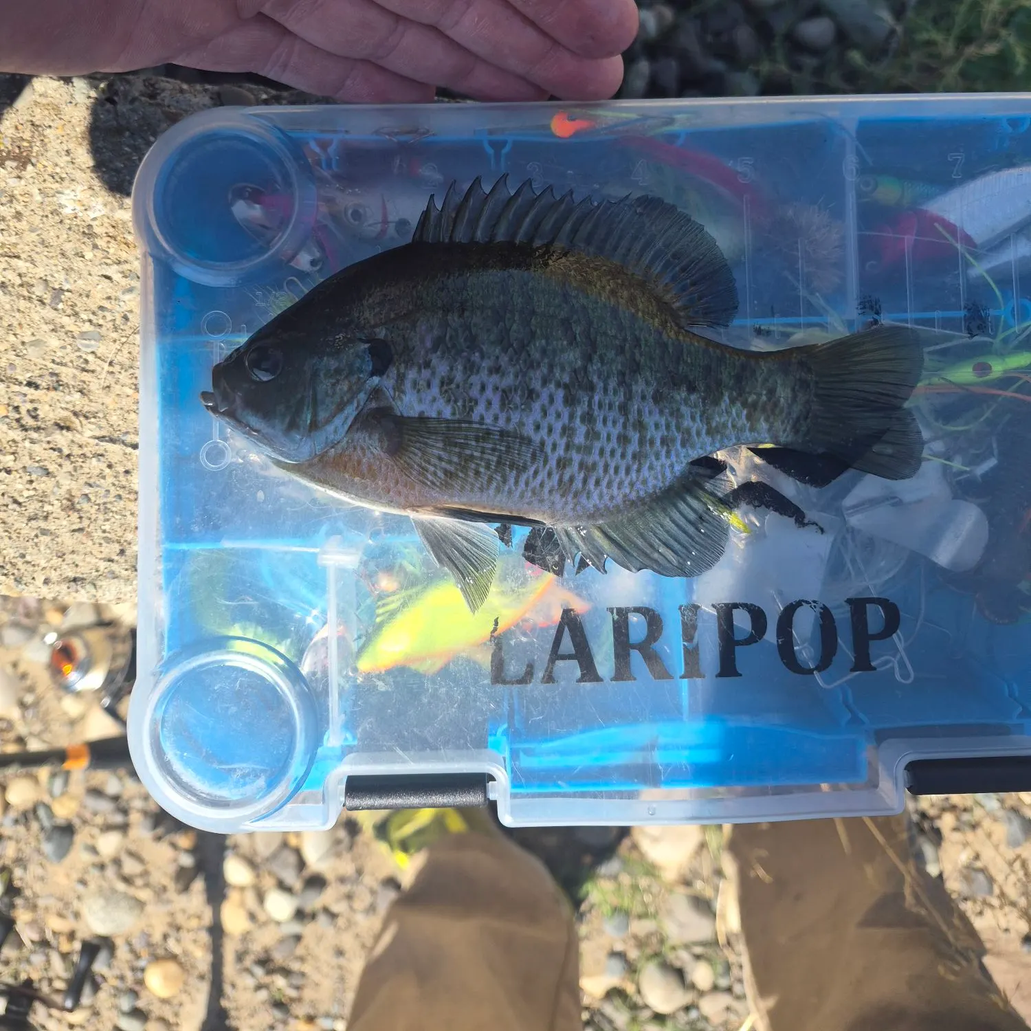 Bluegill caught on Fishbrain