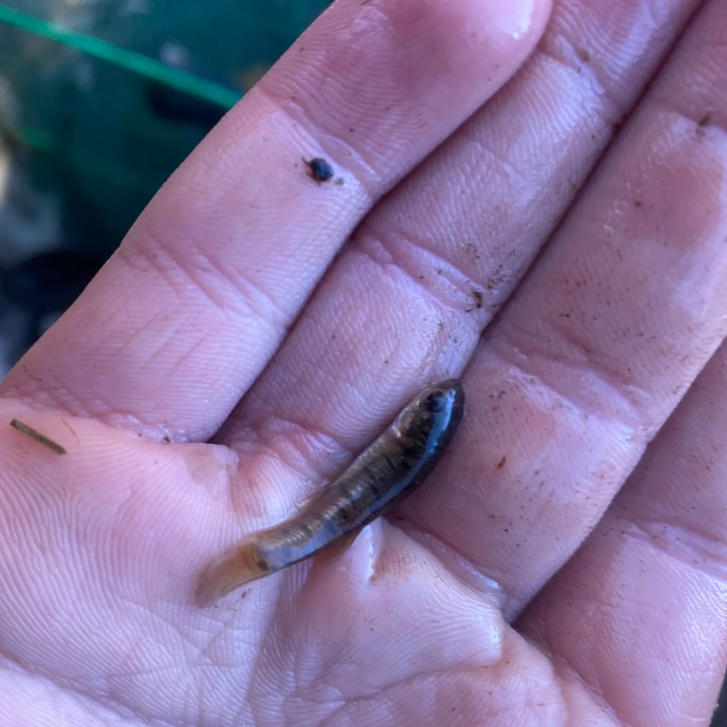 Mummichog caught on Fishbrain