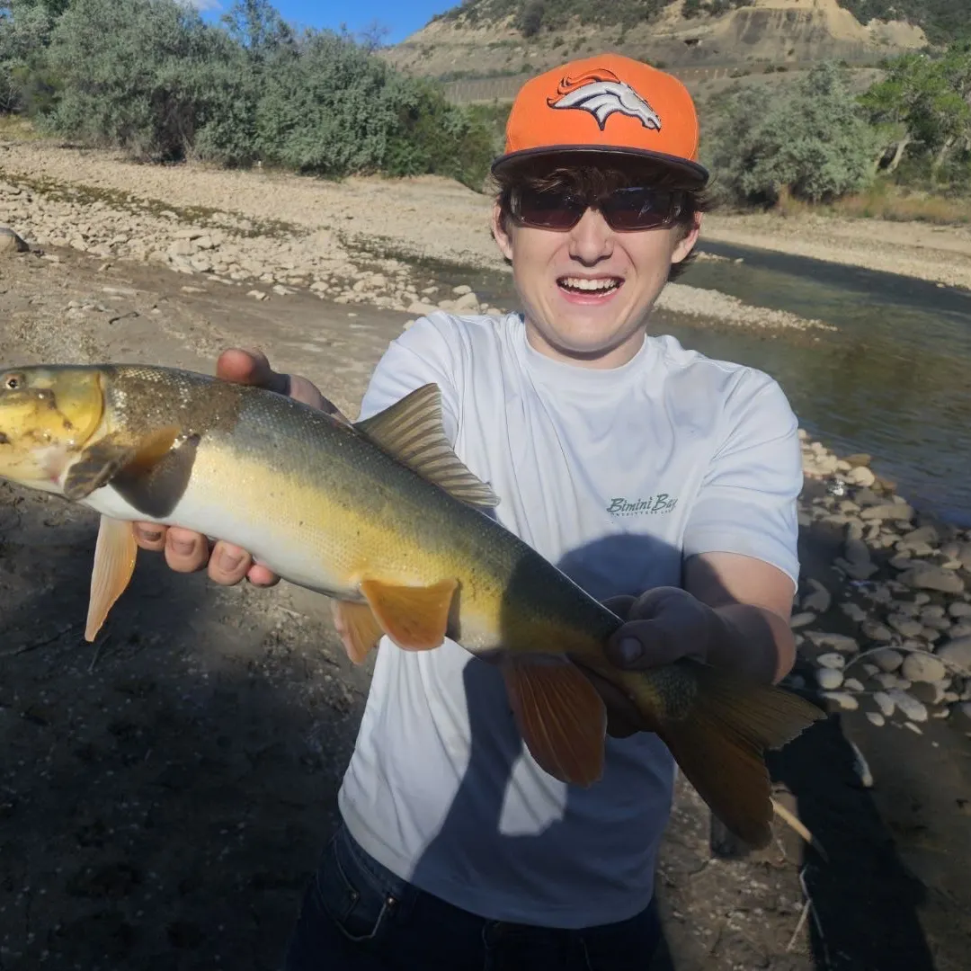 The most recent Flannelmouth sucker catches on Fishbrain