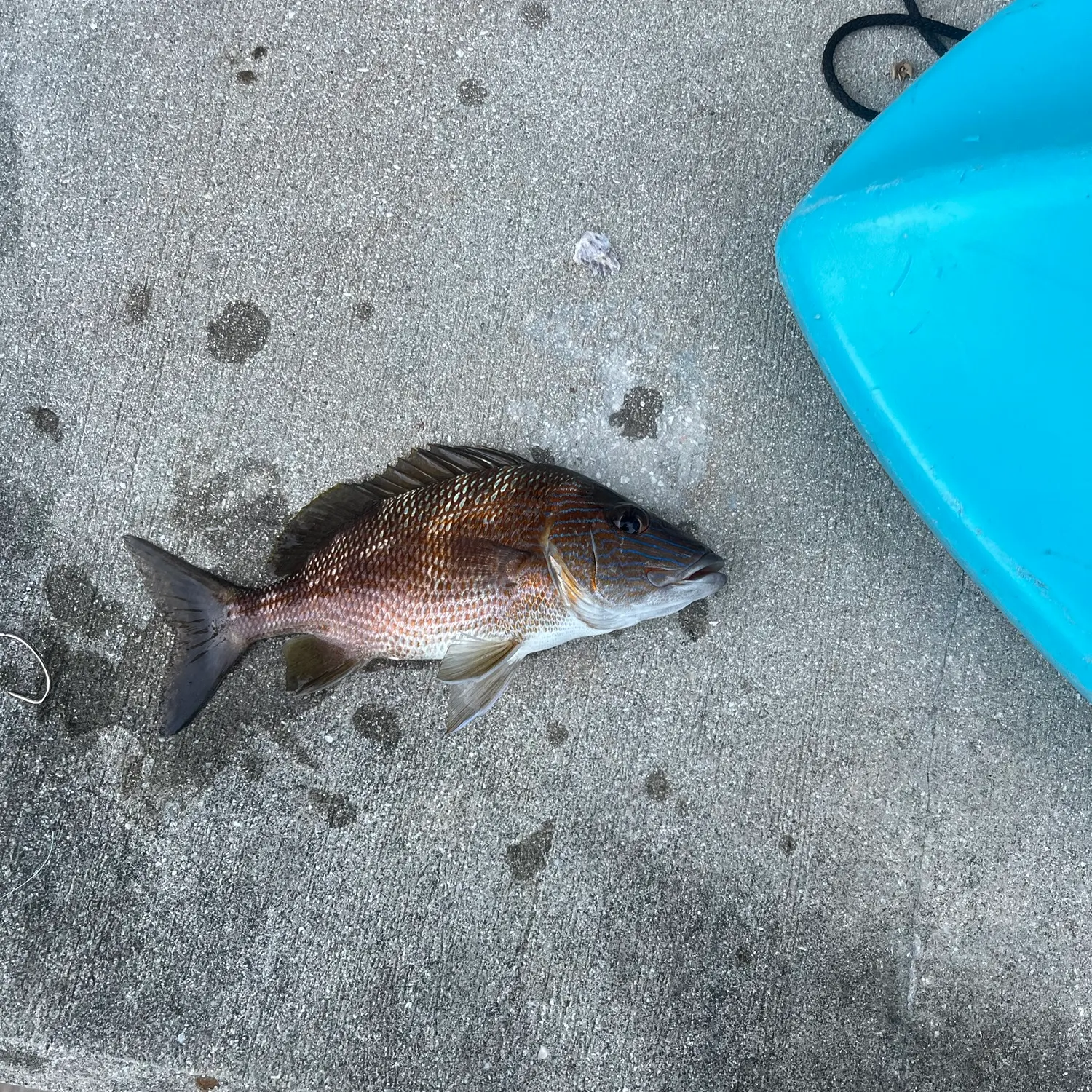 White grunt caught on Fishbrain