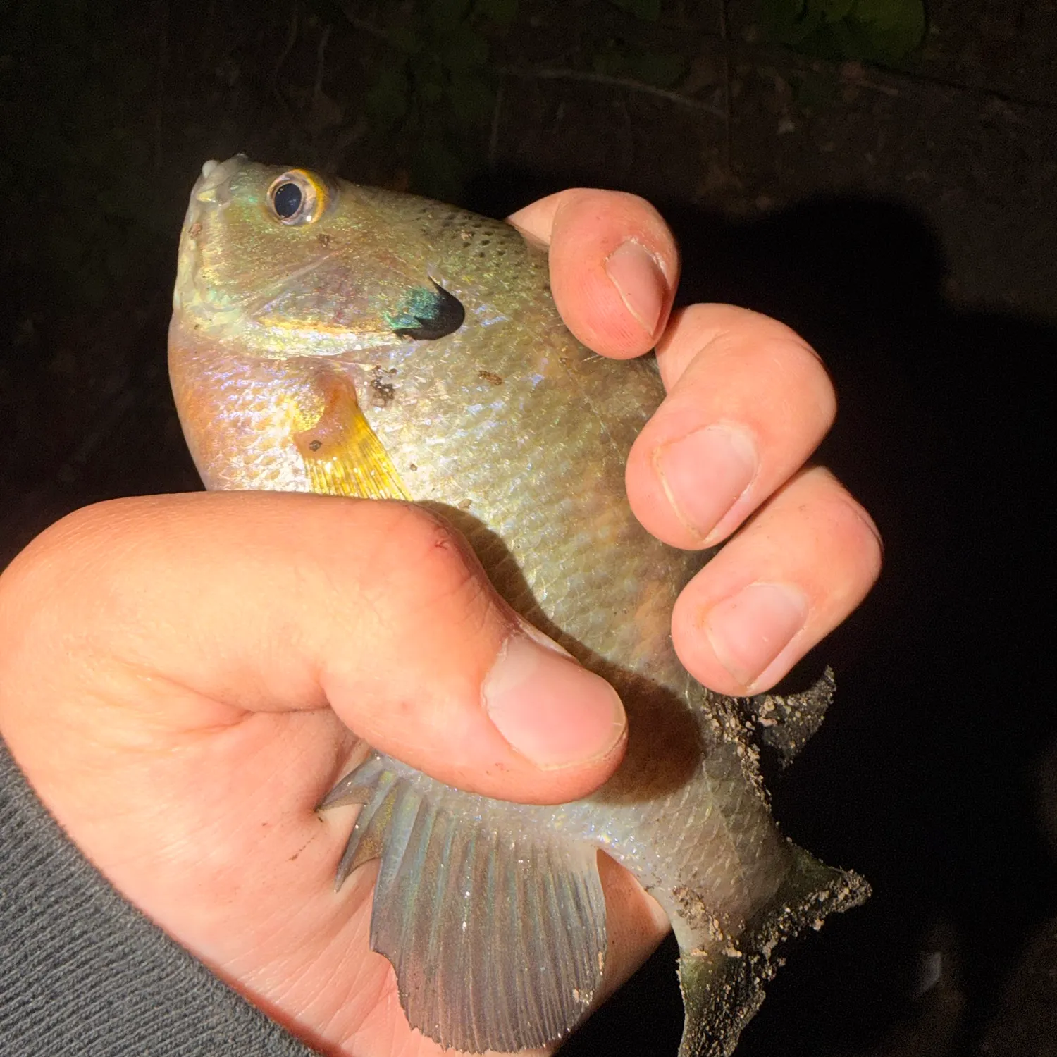 Bluegill caught on Fishbrain