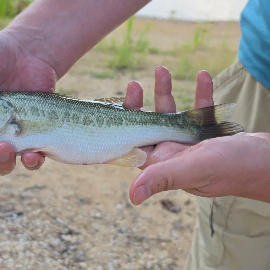 Spotted bass caught on Fishbrain