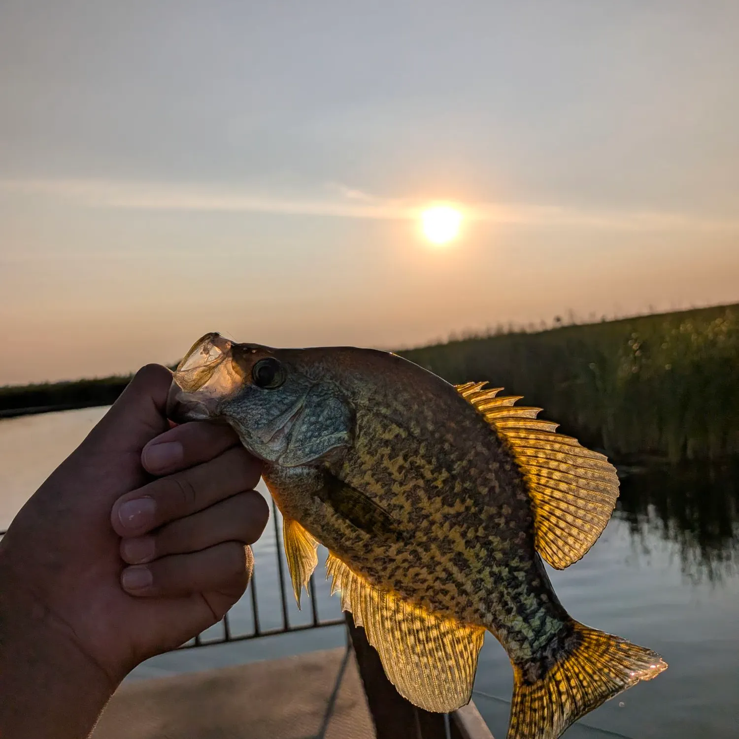 Black crappie caught on Fishbrain