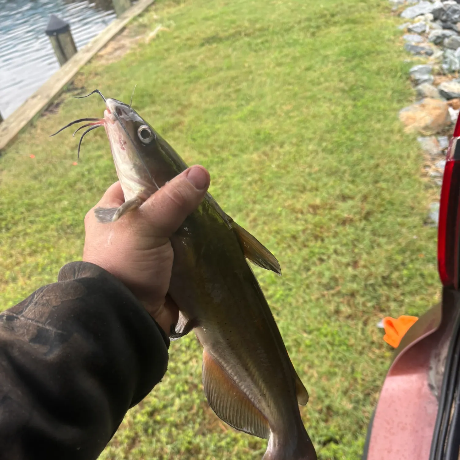 Channel catfish caught on Fishbrain
