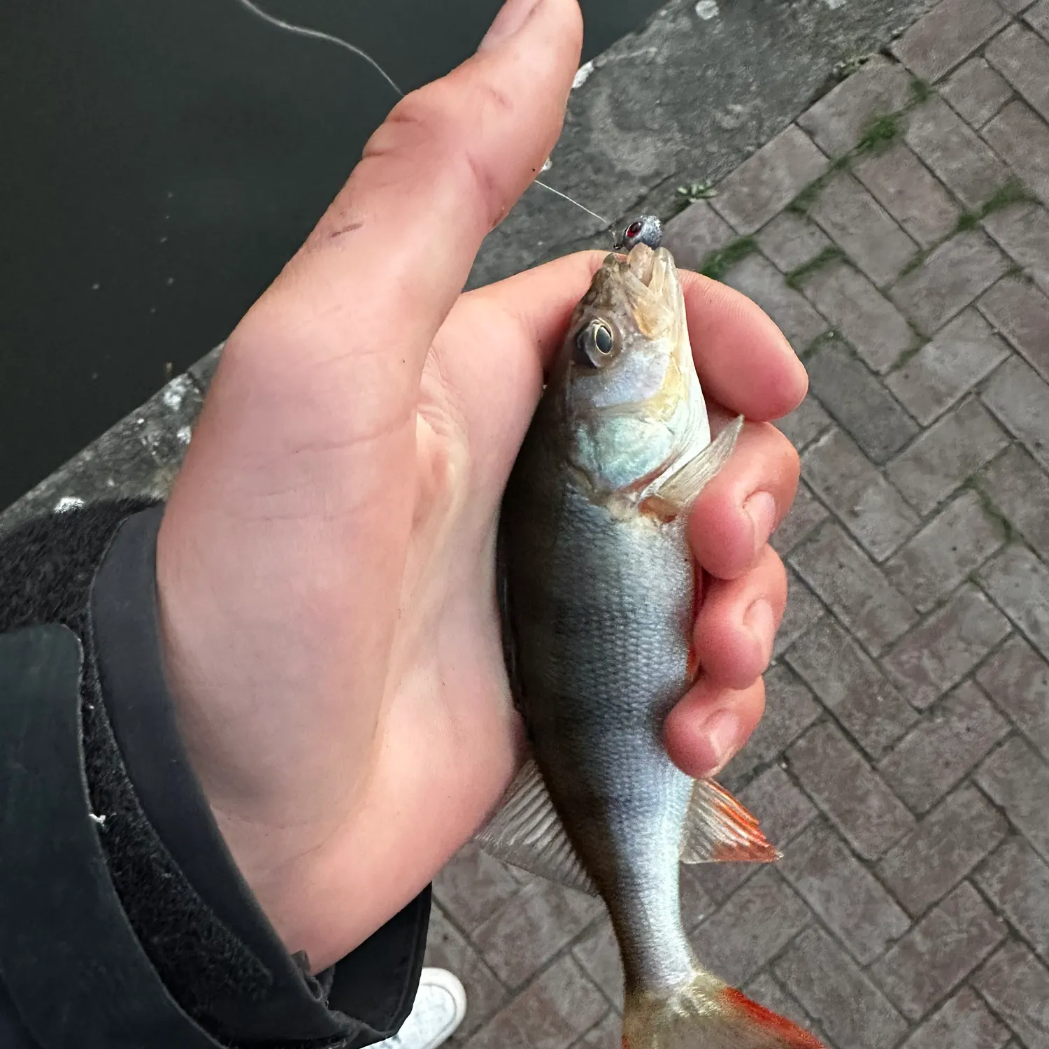 European perch caught on Fishbrain