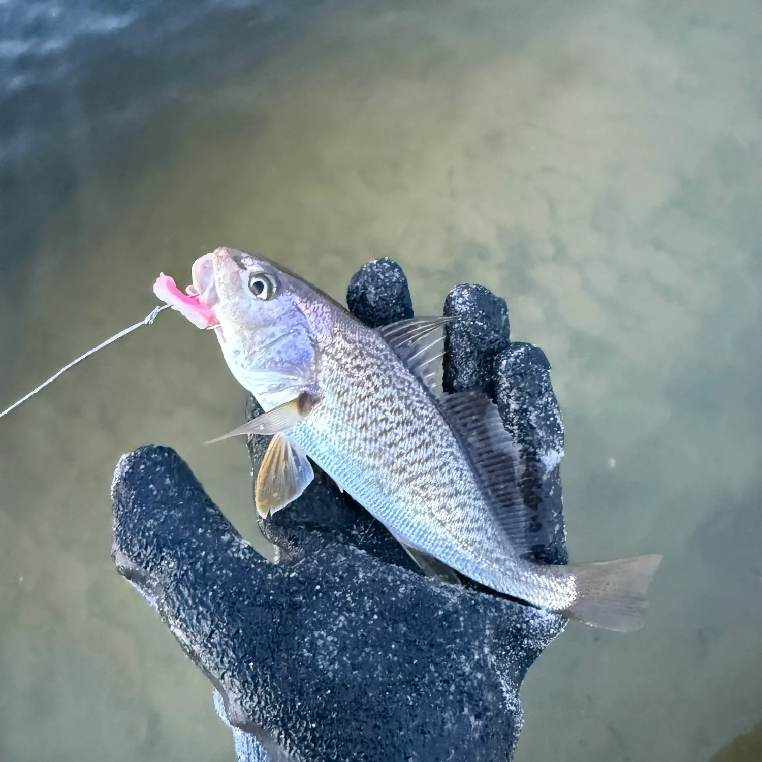 Atlantic croaker caught on Fishbrain
