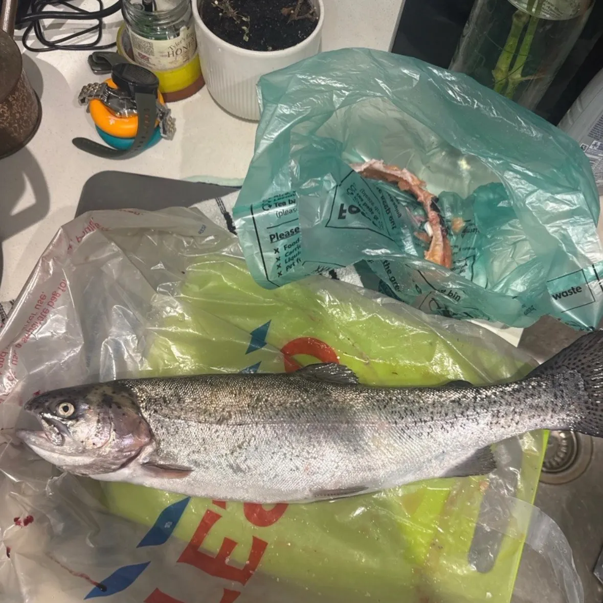 Rainbow trout caught on Fishbrain