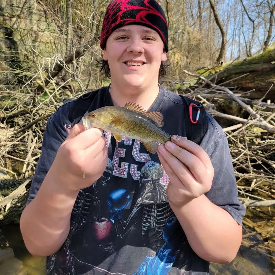 The most recent Smallmouth bass catches on Fishbrain