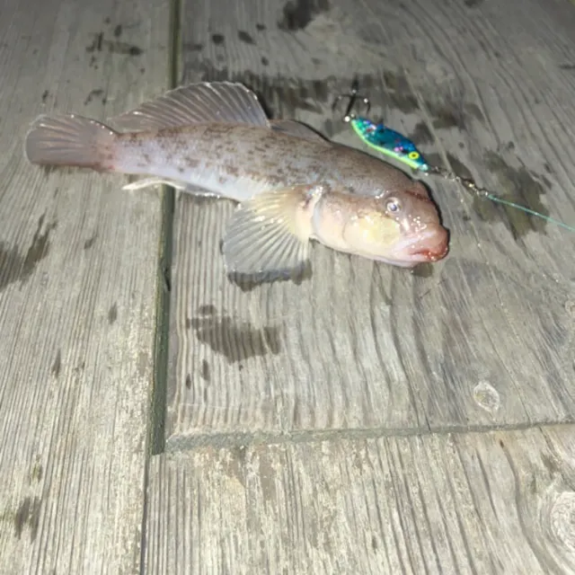 Round goby caught on Fishbrain