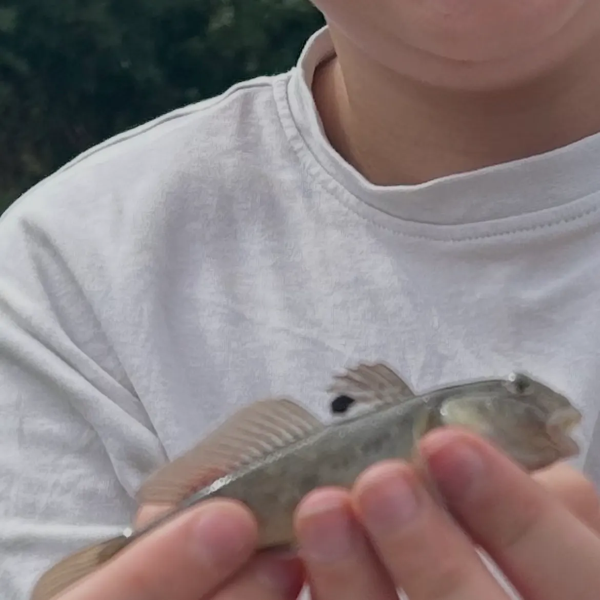 Round goby caught on Fishbrain