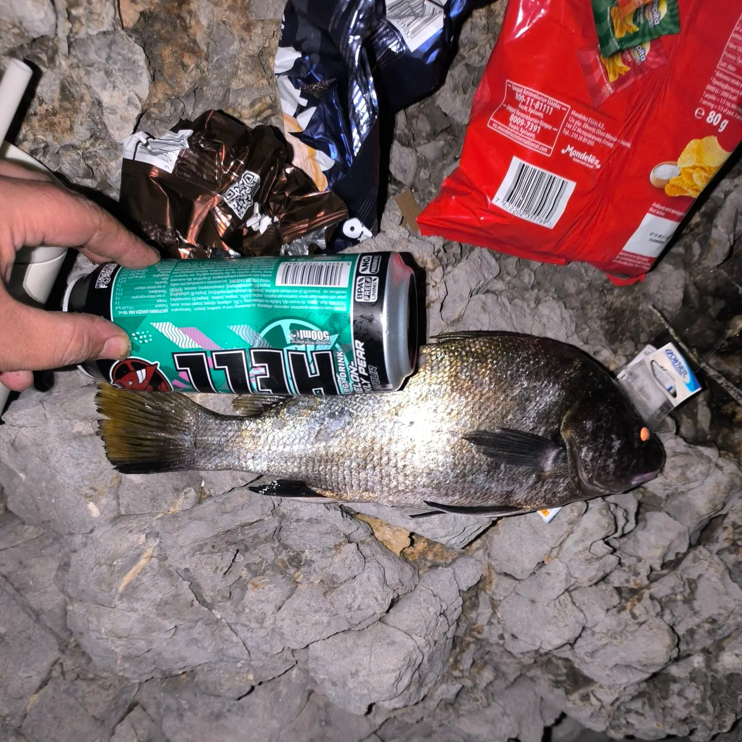 Gilthead seabream caught on Fishbrain
