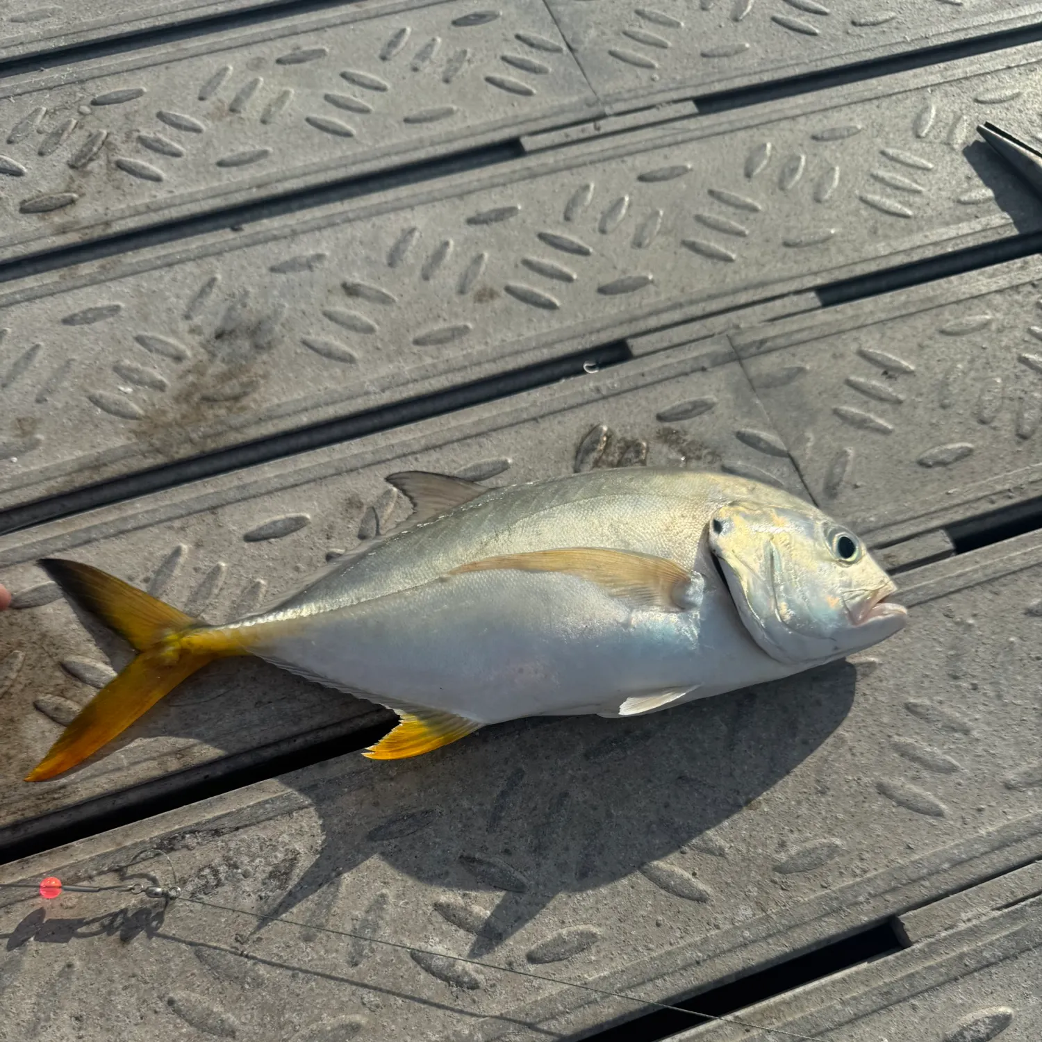 Crevalle jack caught on Fishbrain