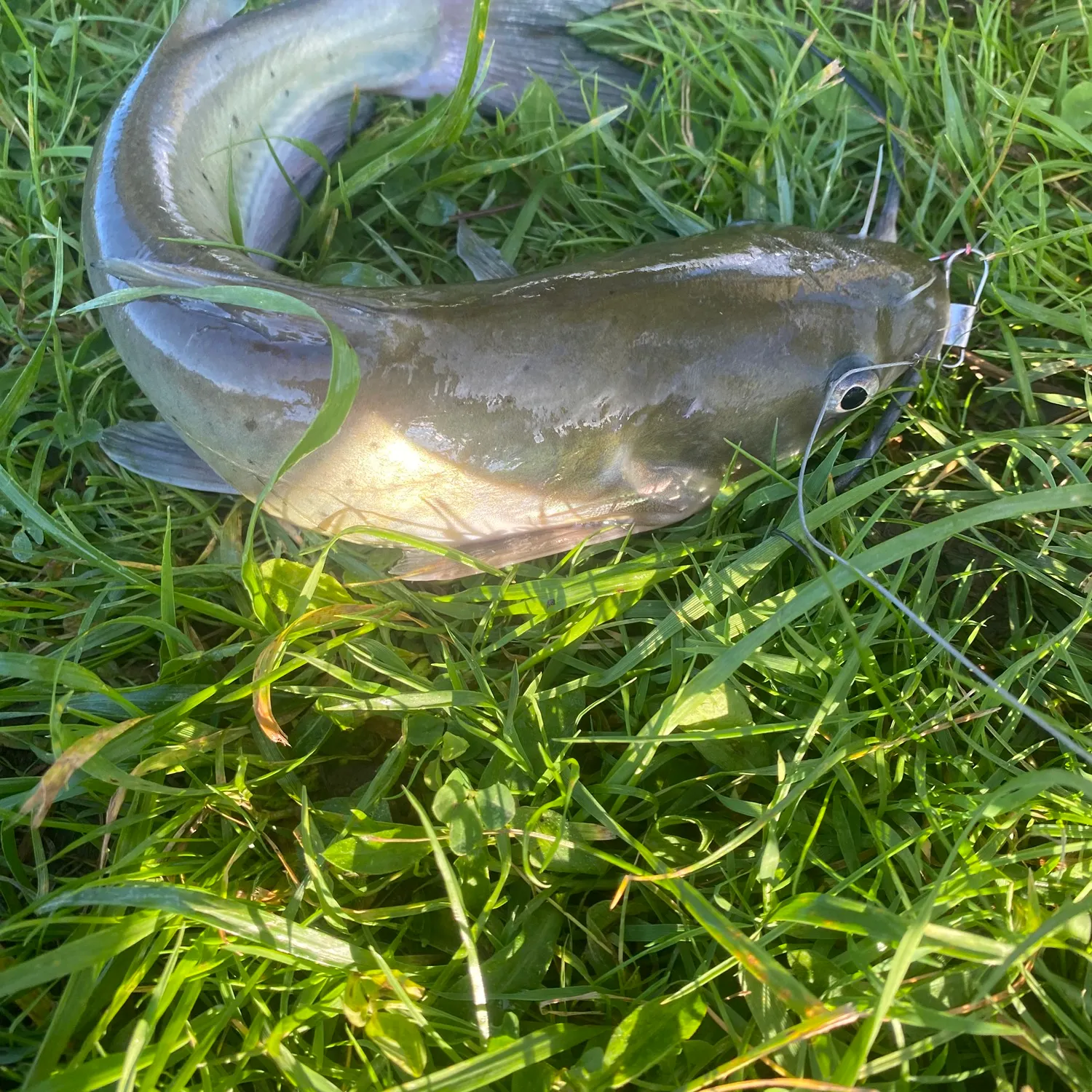 Channel catfish caught on Fishbrain