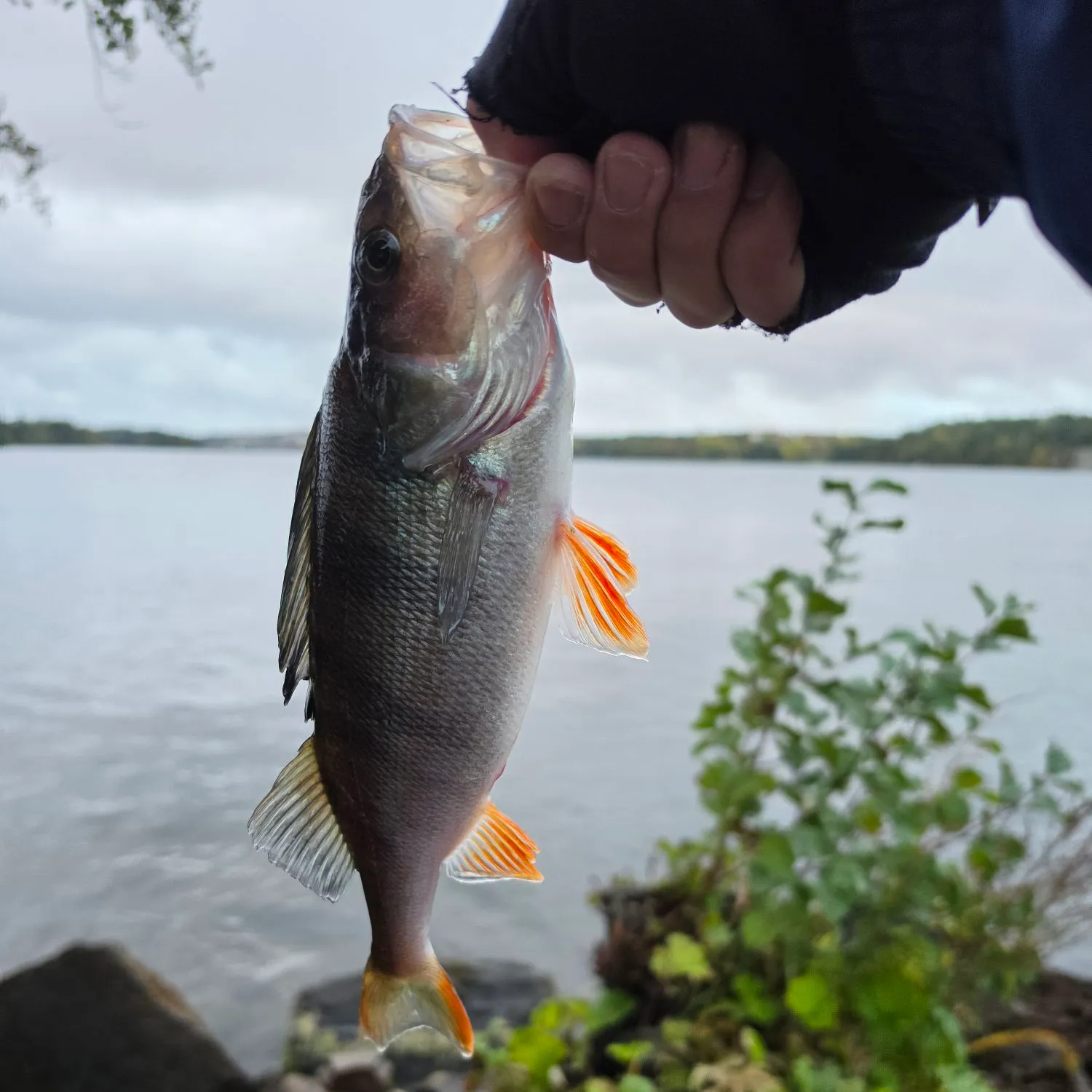 European perch caught on Fishbrain