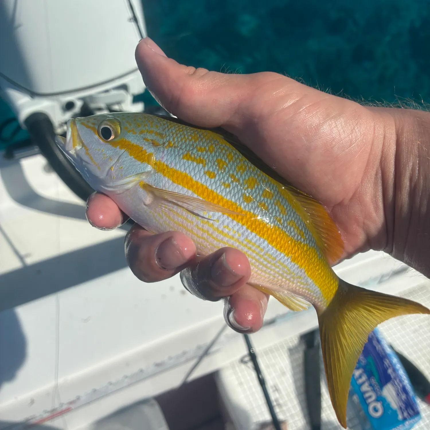 Yellowtail snapper caught on Fishbrain