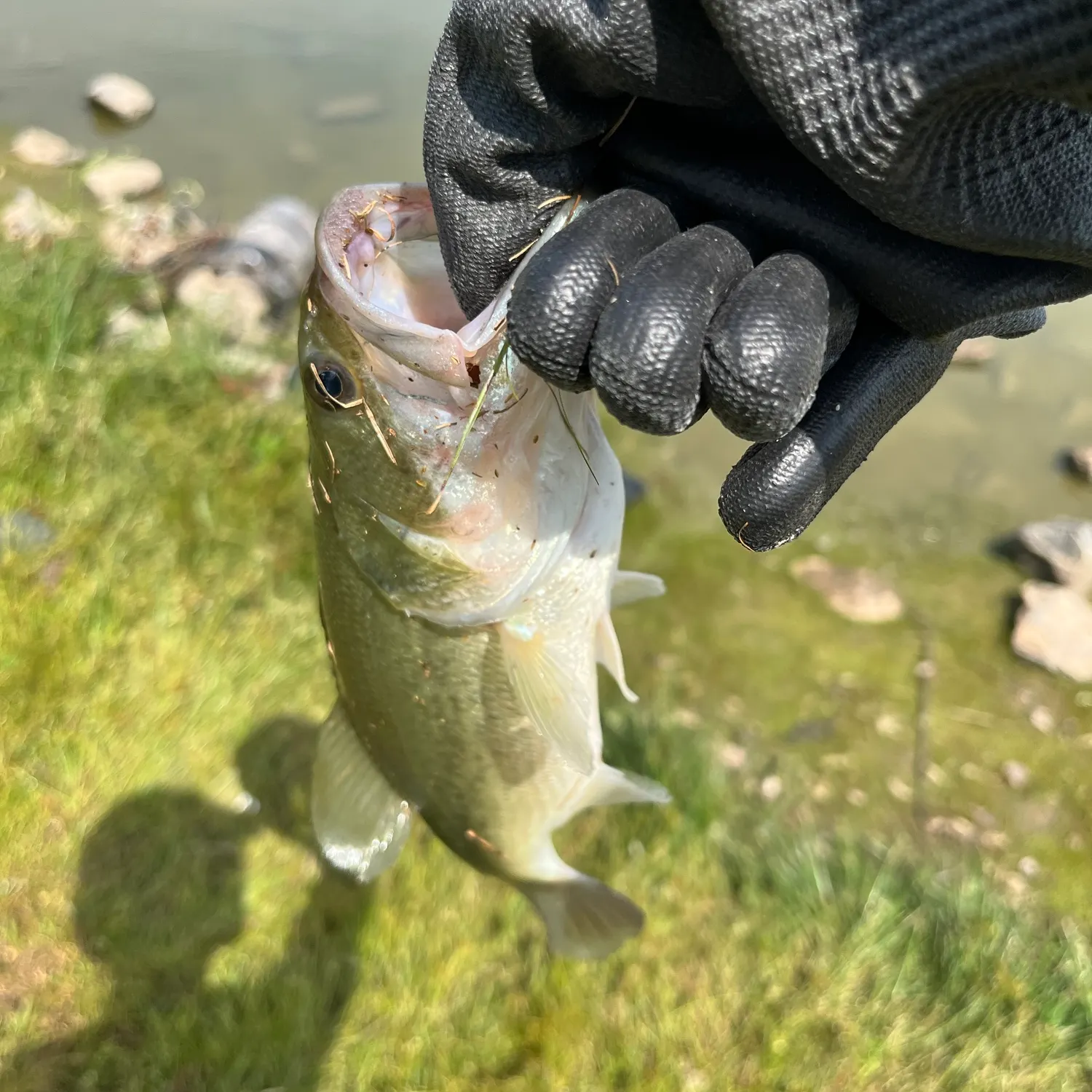 Largemouth bass caught on Fishbrain