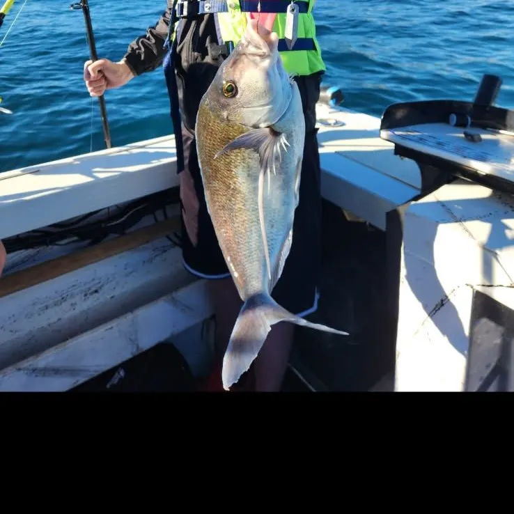 Sea carp caught on Fishbrain