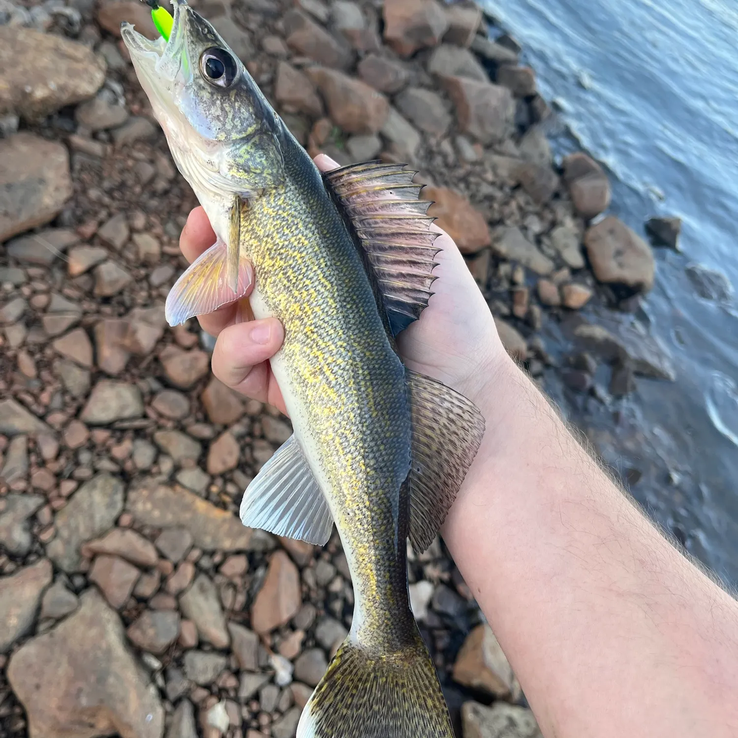 Walleye caught on Fishbrain