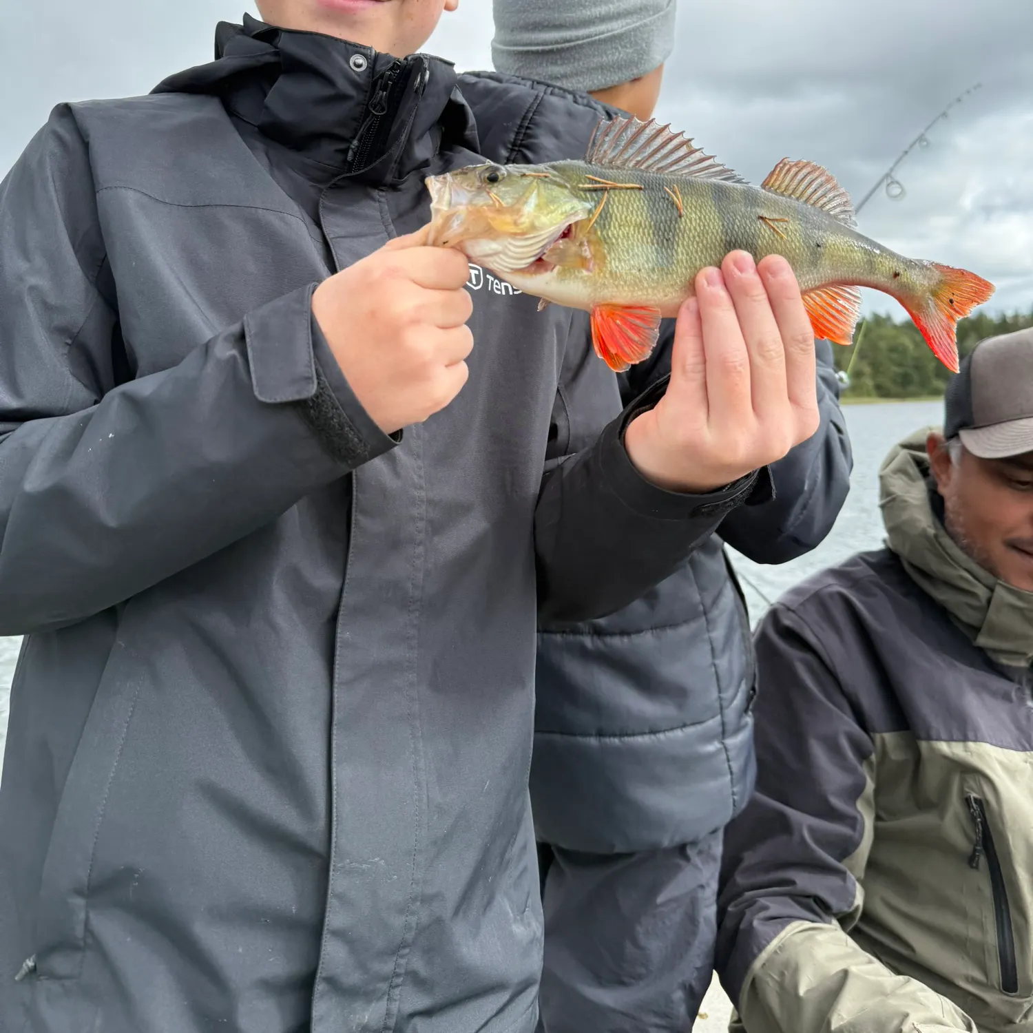 European perch caught on Fishbrain