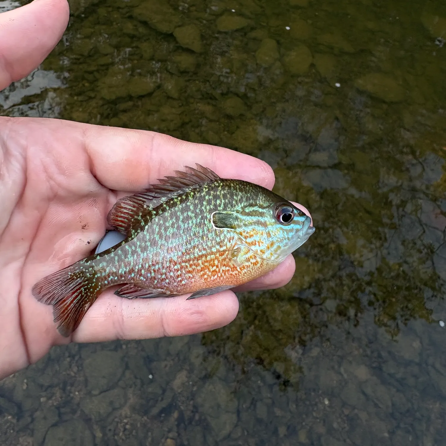 Longear sunfish caught on Fishbrain