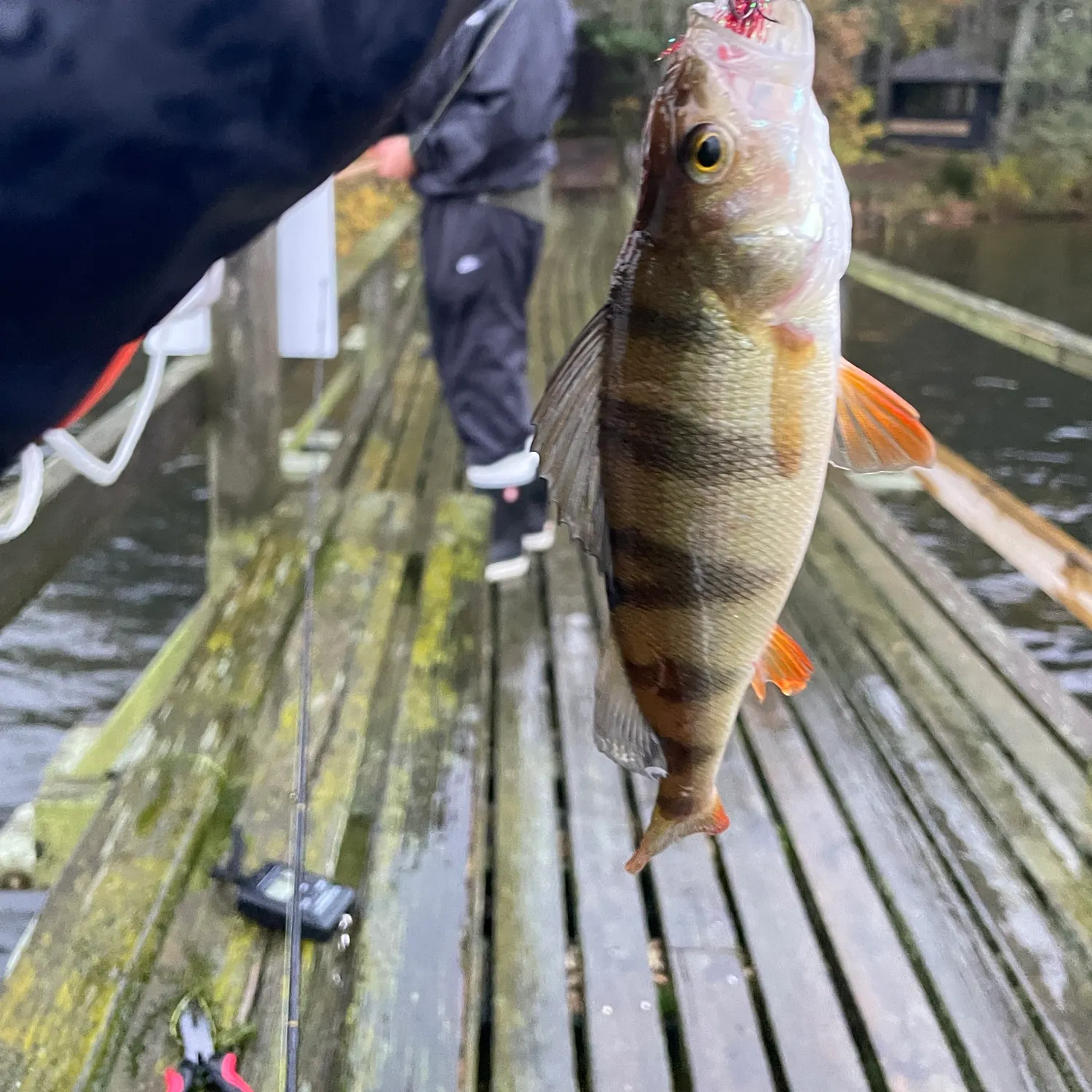 Fish caught on Fishbrain