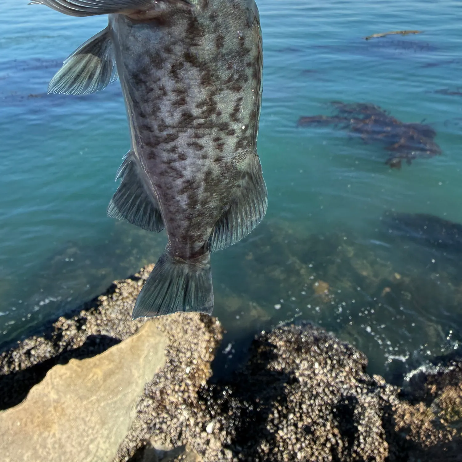 The most recent Blue rockfish catches on Fishbrain