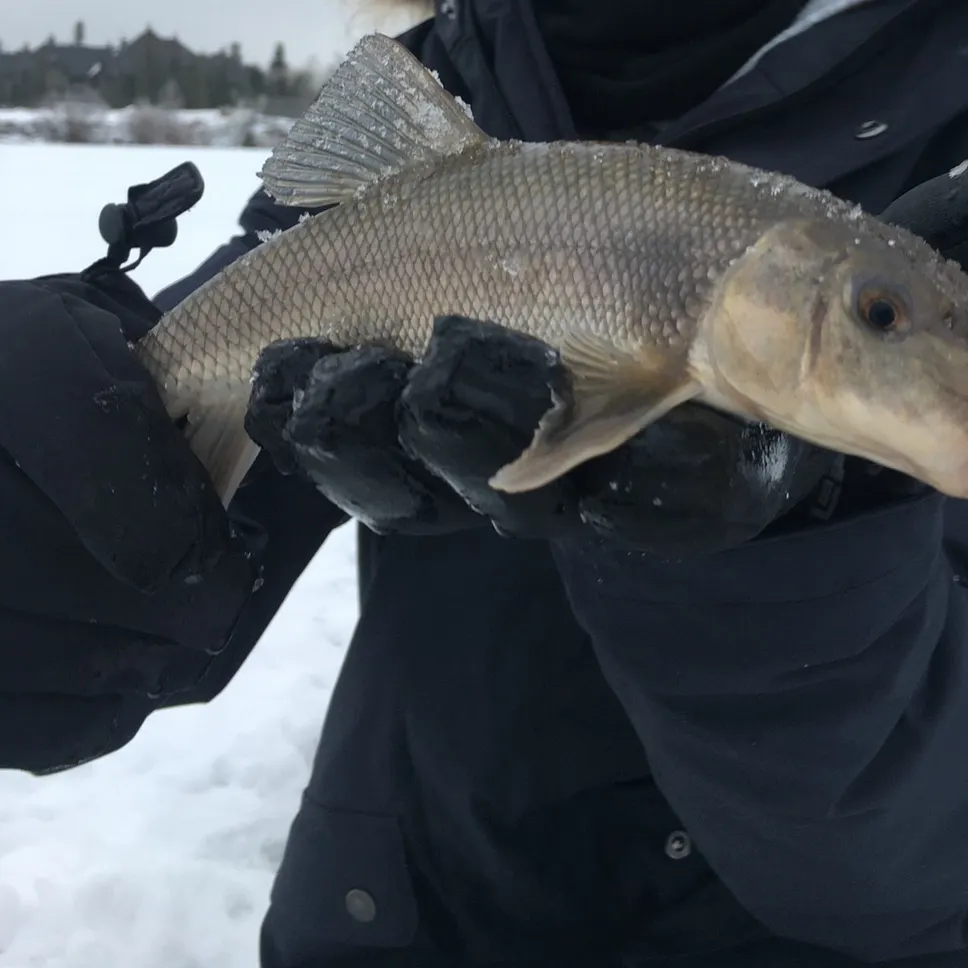 The most recent White sucker catches on Fishbrain