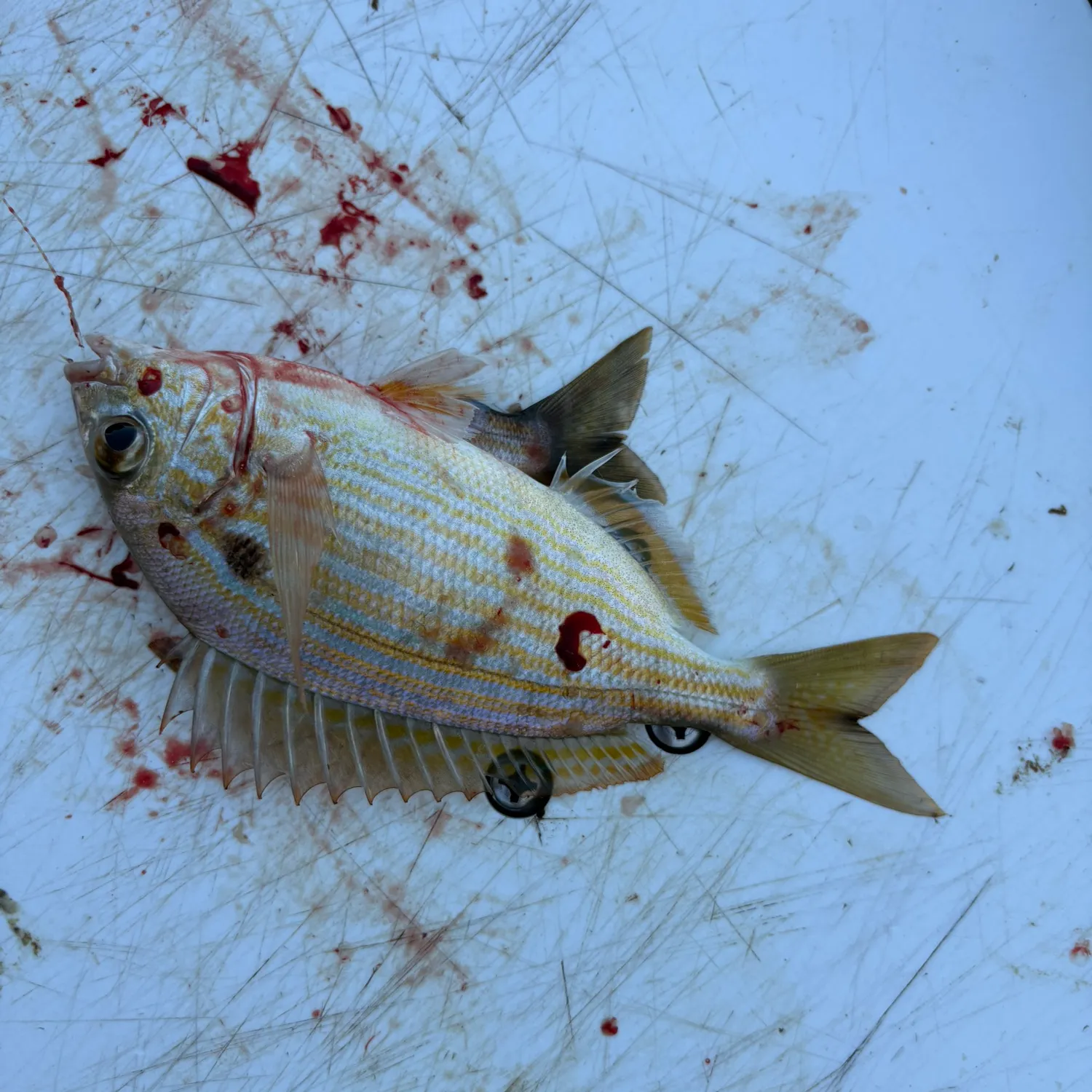 Pinfish caught on Fishbrain