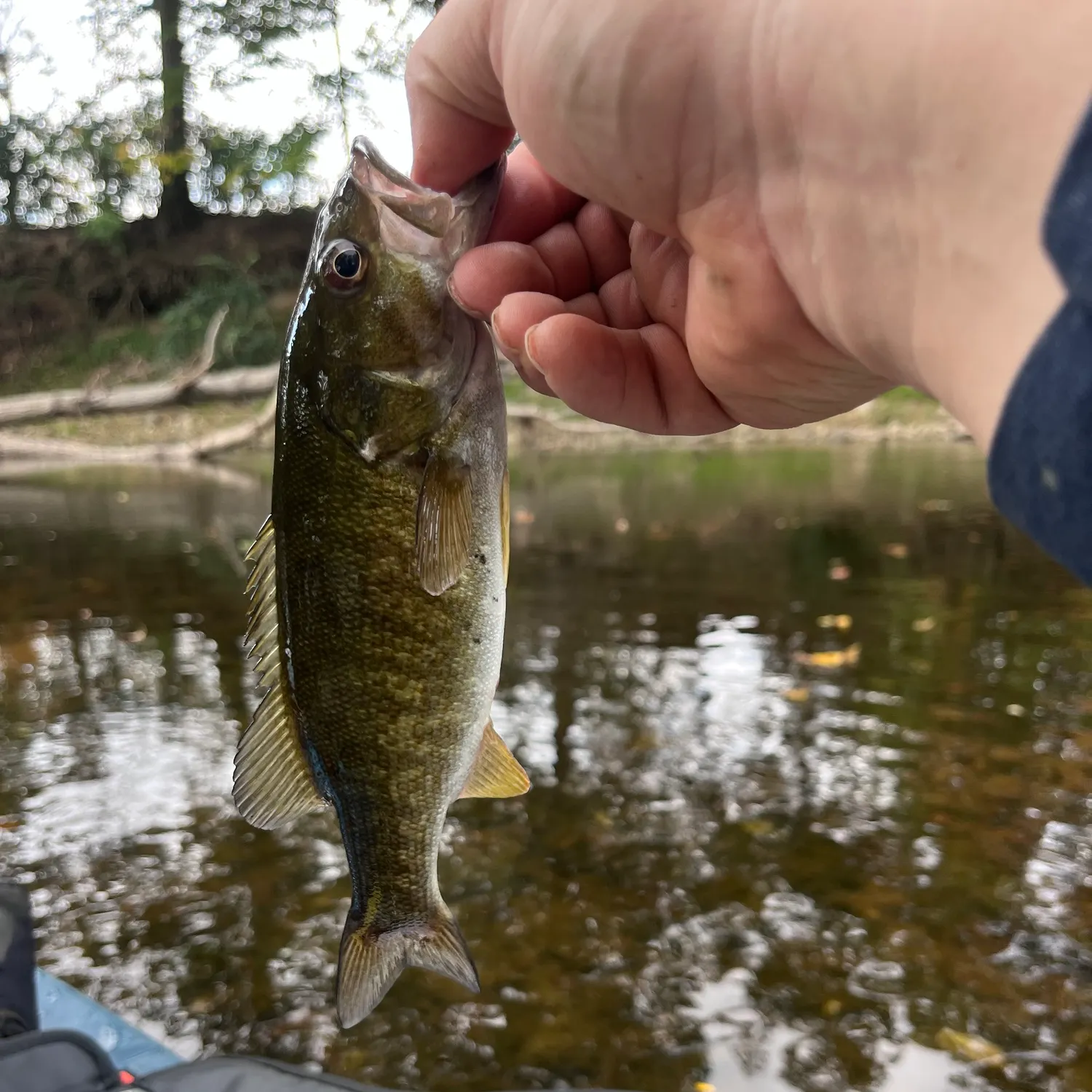 Spotted bass caught on Fishbrain