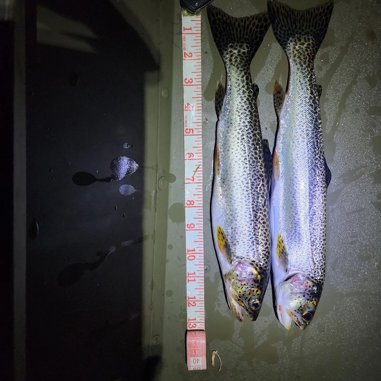 recently logged catches