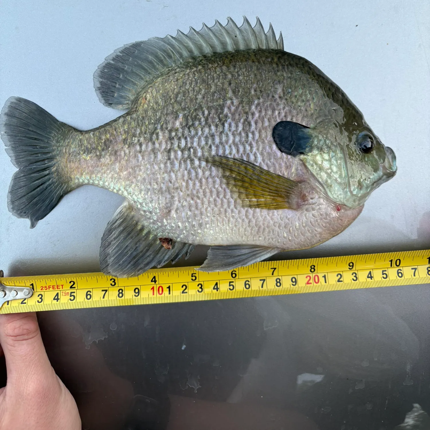 Bluegill caught on Fishbrain